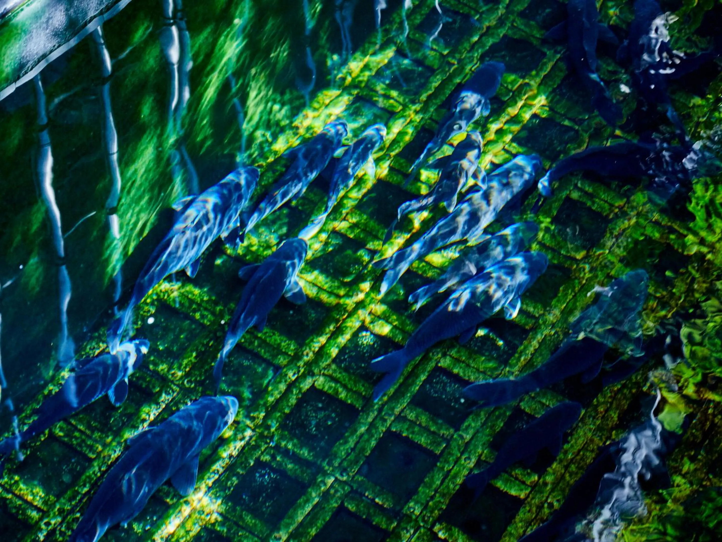 Garden in Sunrise Suites