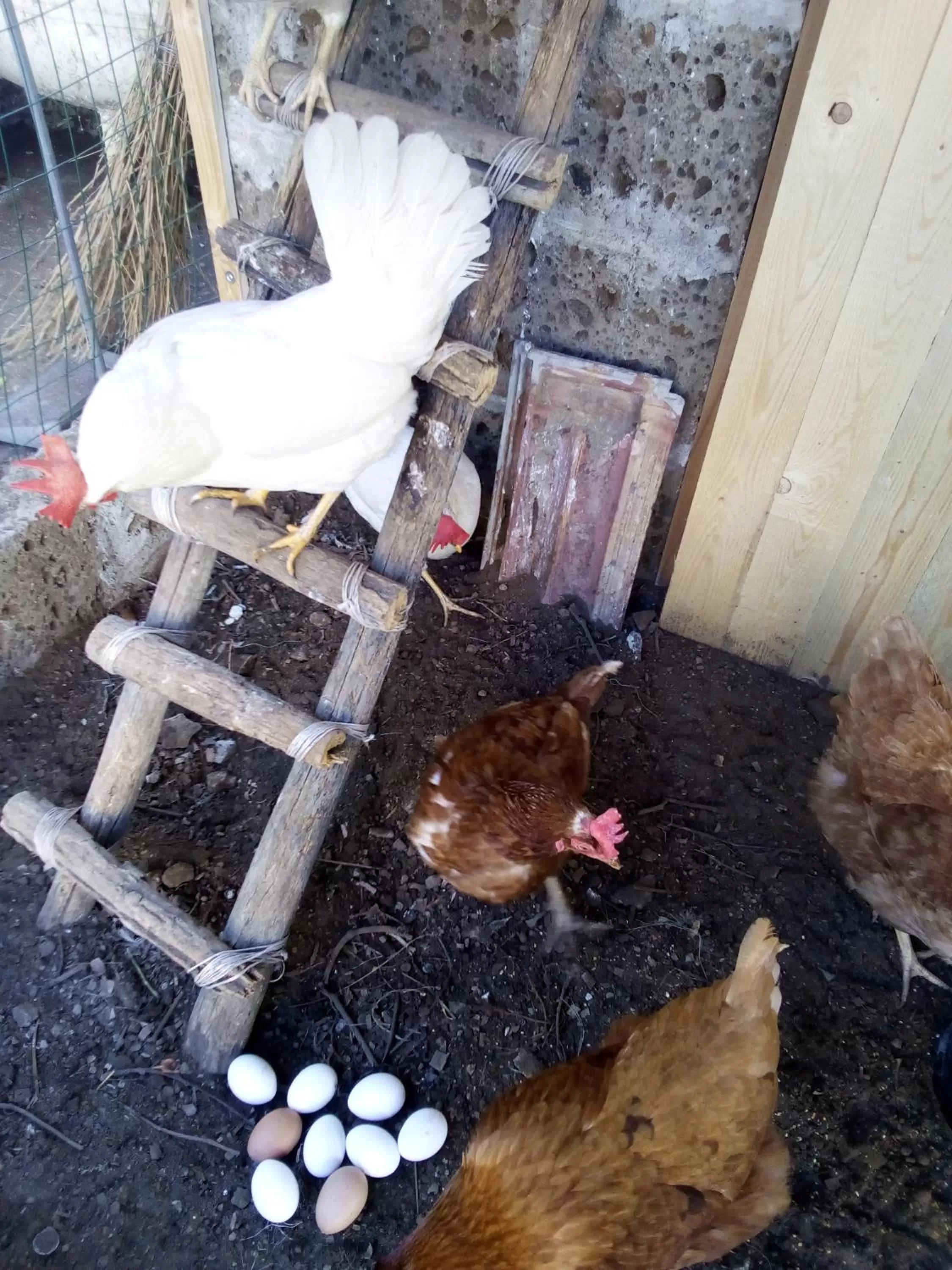 Garden in Buonocore Rooms
