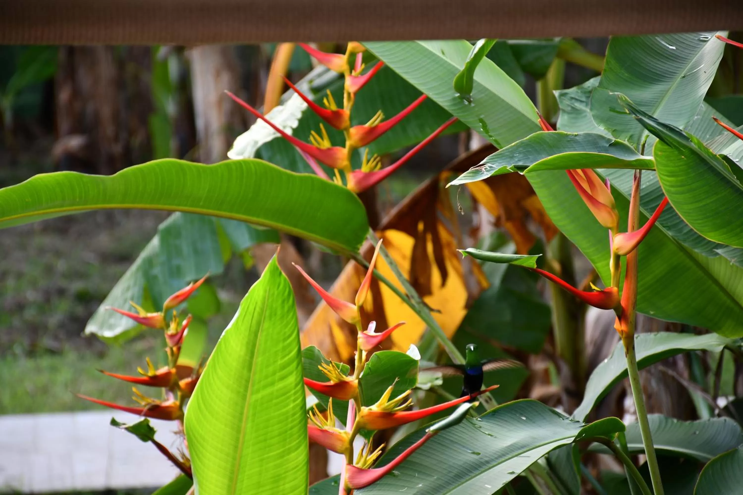 Garden in Hôtel Les Bananiers