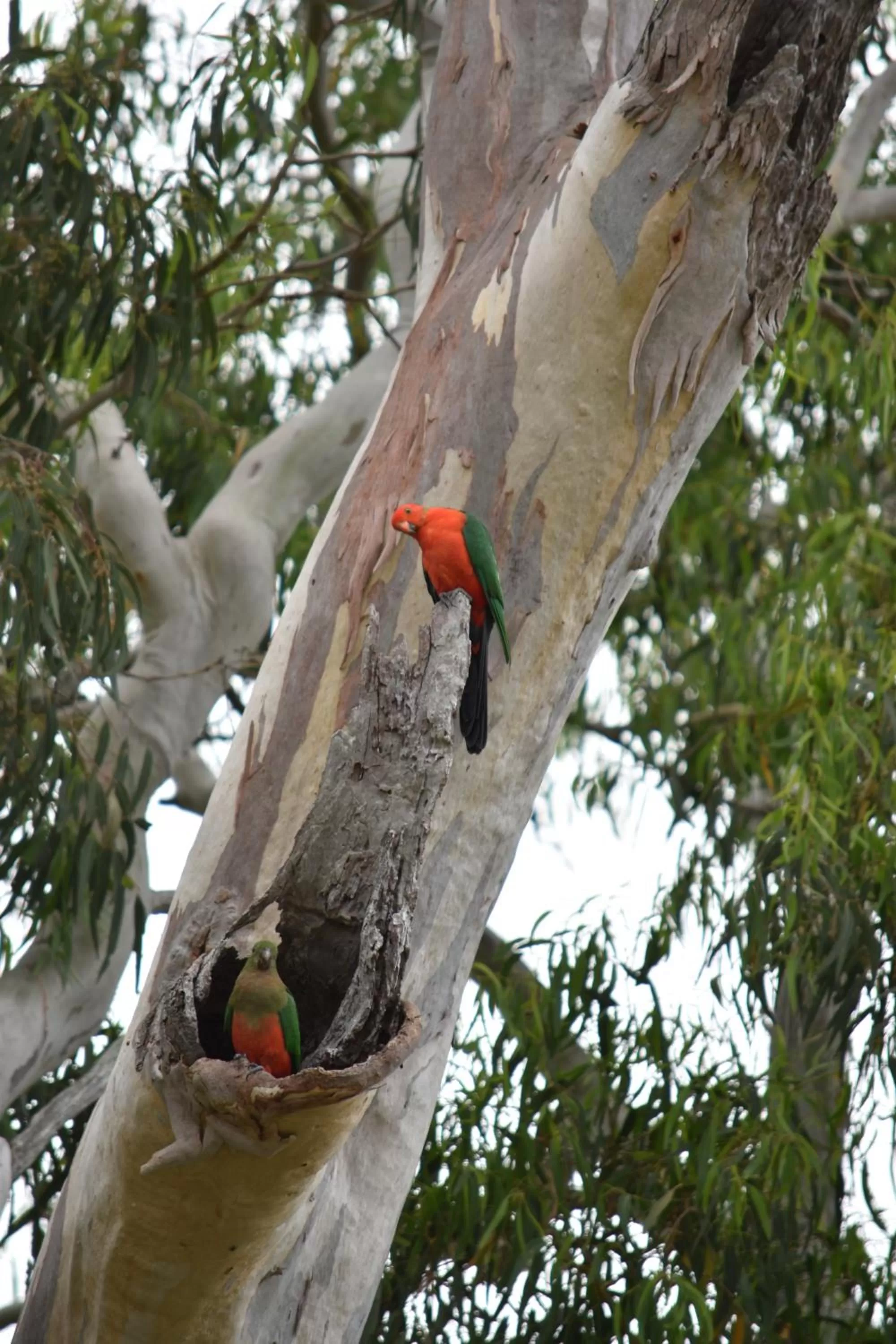 Animals in Mapleton Springs