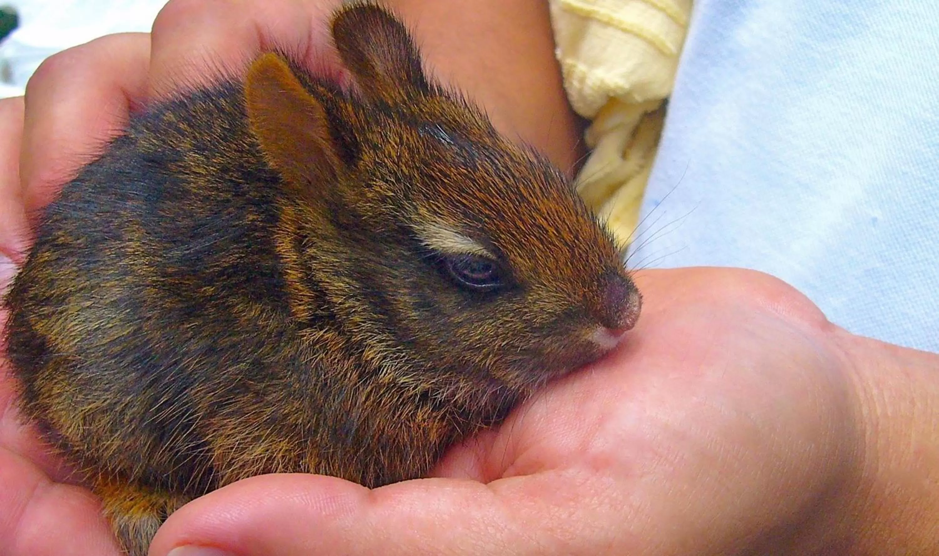 Garden in Boquete Garden Inn