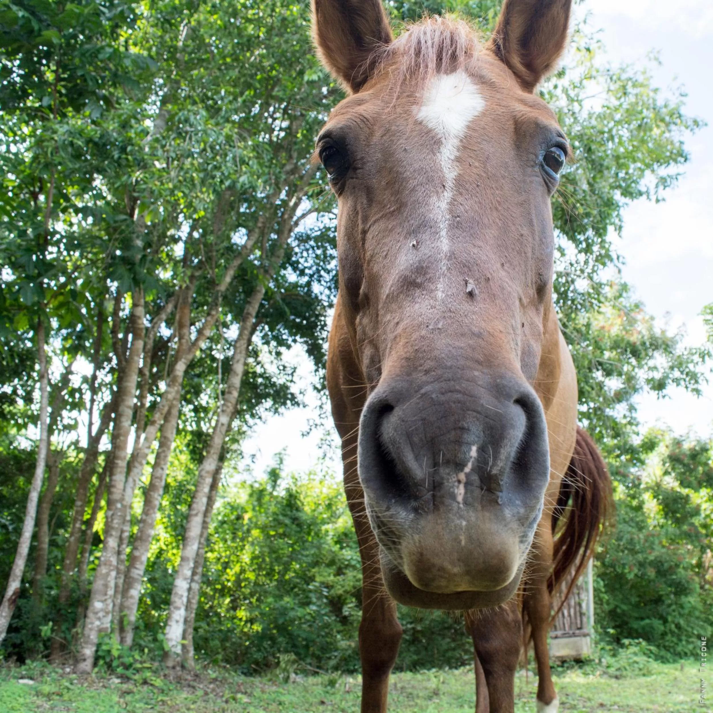 Animals in Horse Cottage
