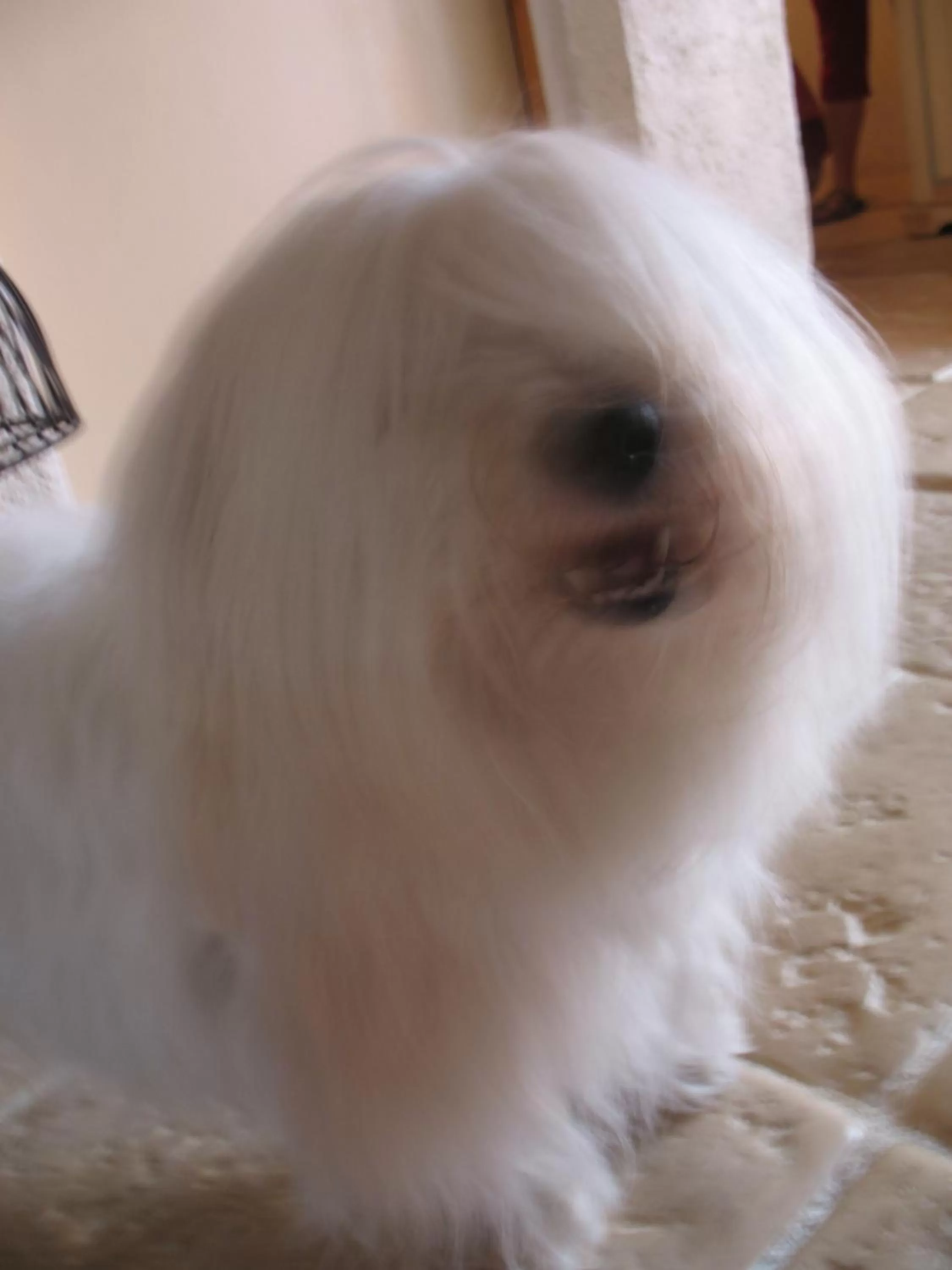 Pets, Other Animals in La Croix De Camargue