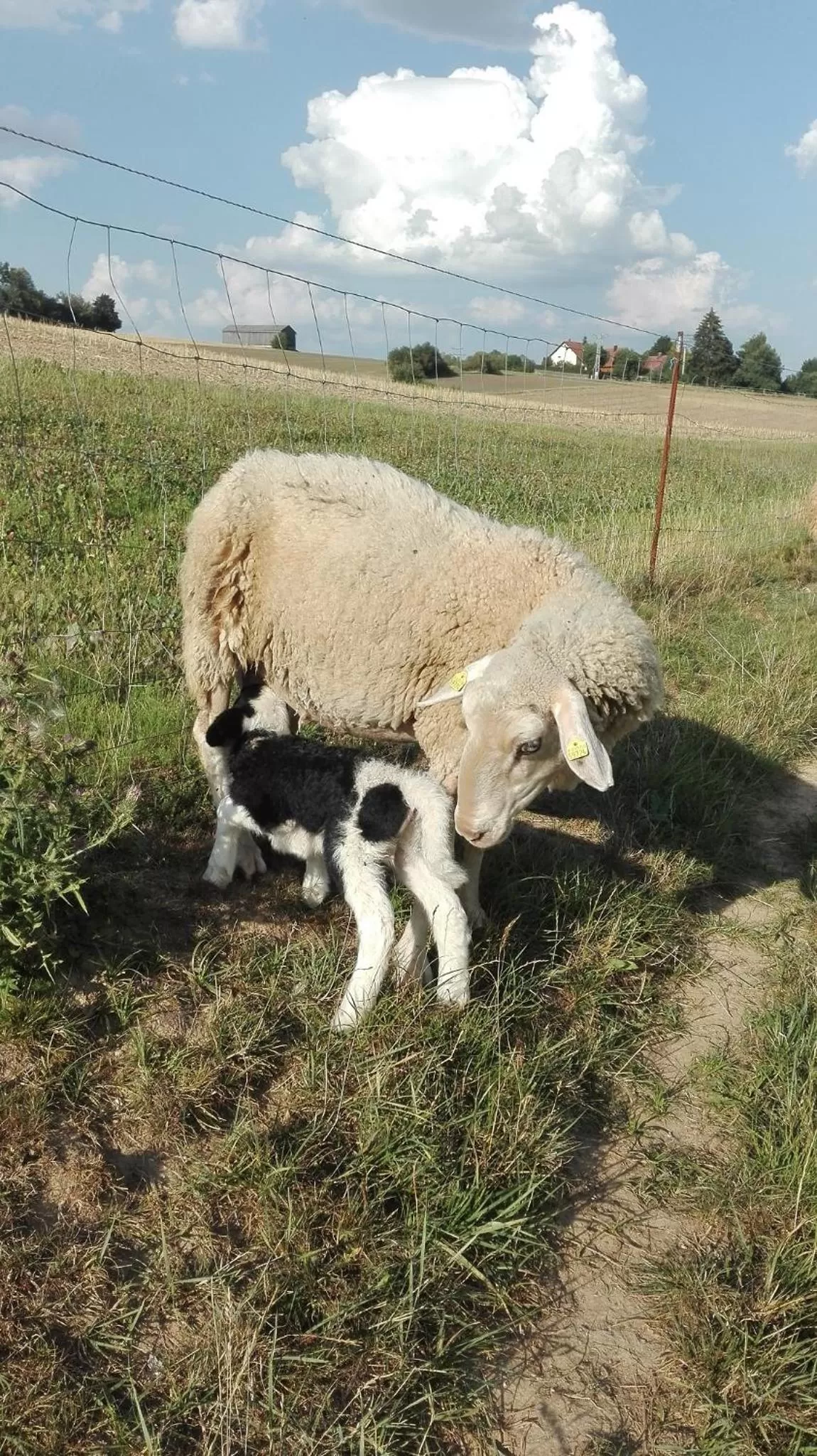 Animals, Other Animals in Gasthof Zur Burg