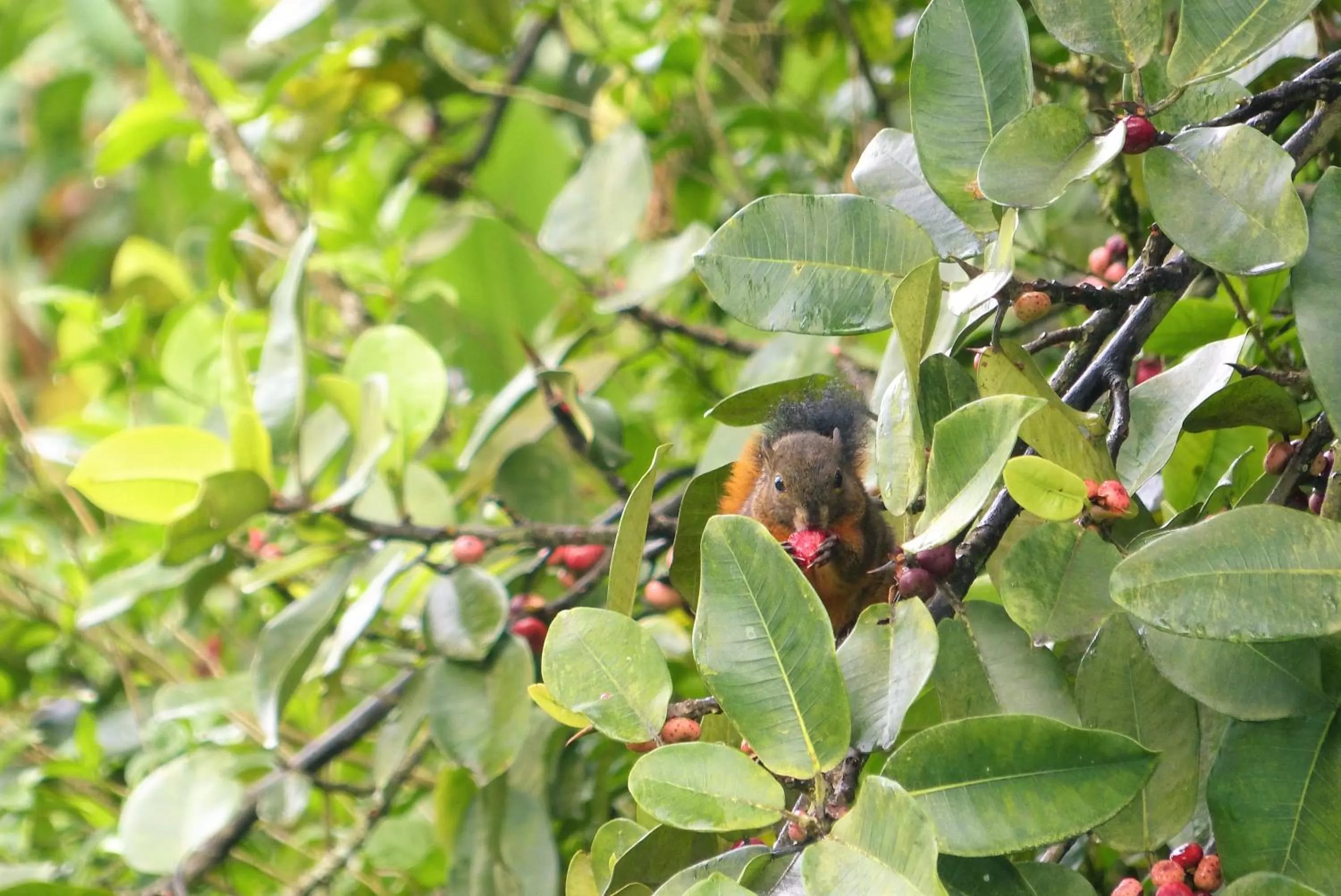Natural landscape in Hotel Termales Tierra Viva