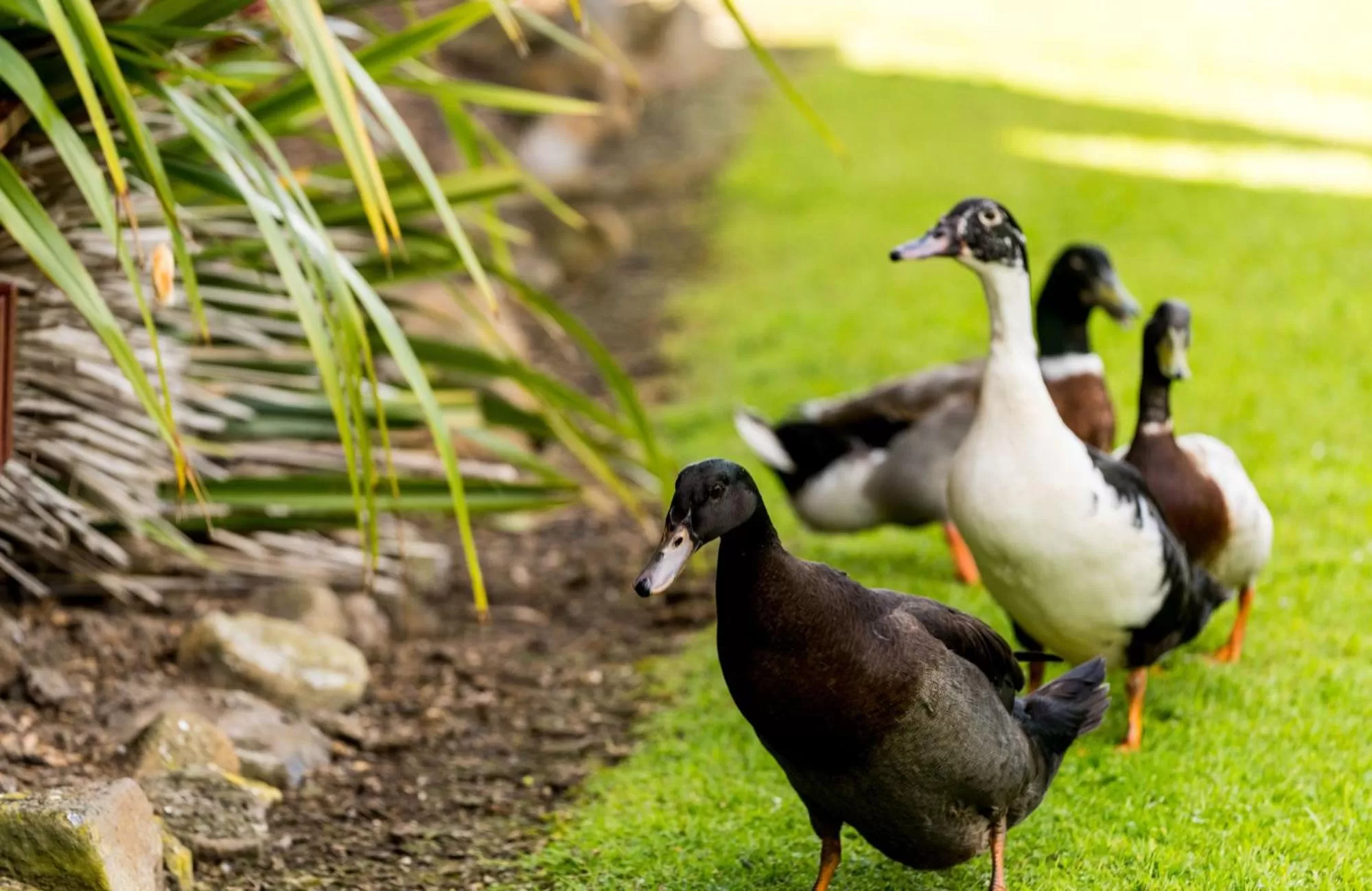 Garden in Tall Timbers Tasmania