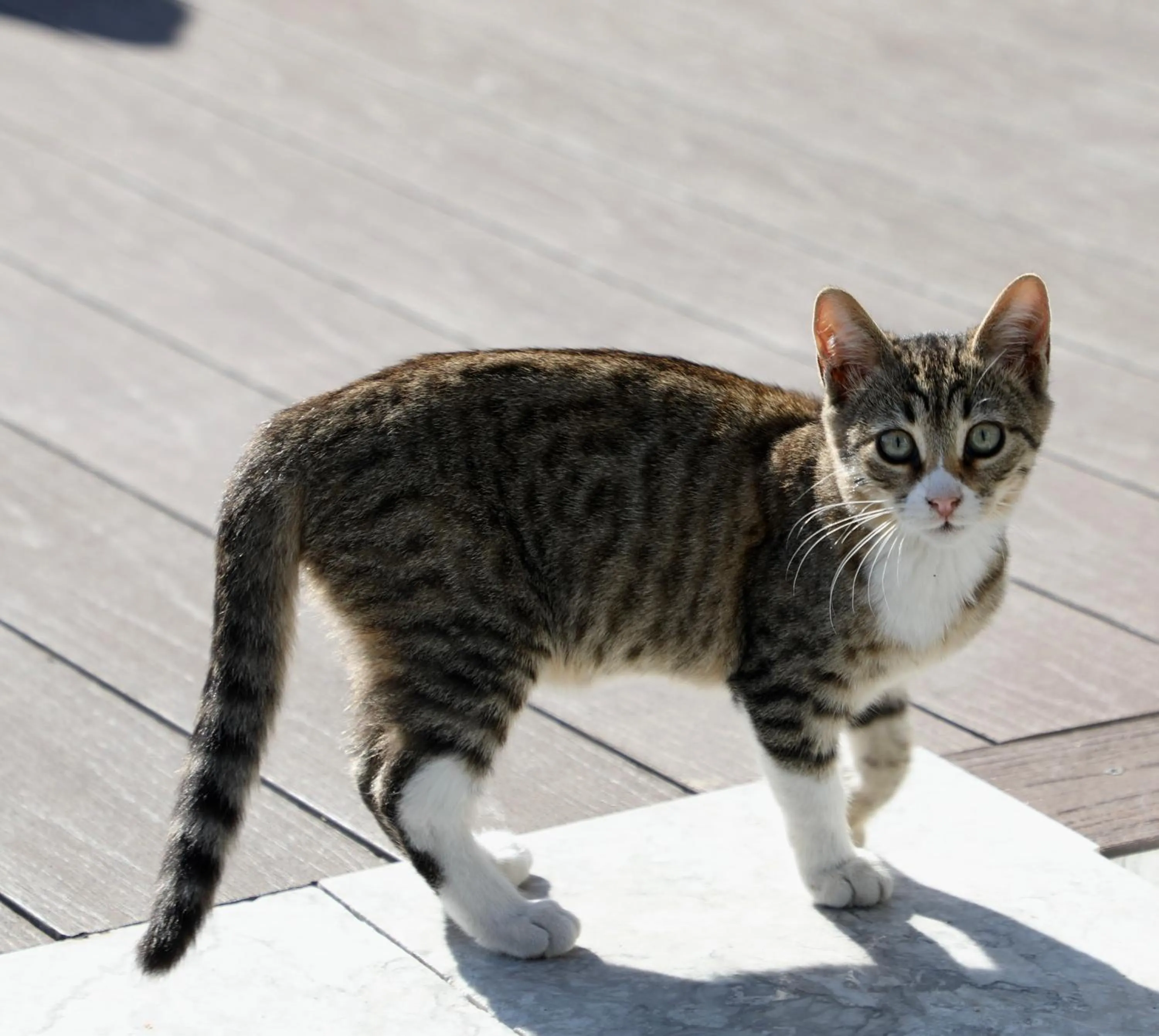 Balcony/Terrace in Istanbul Royal Hotel