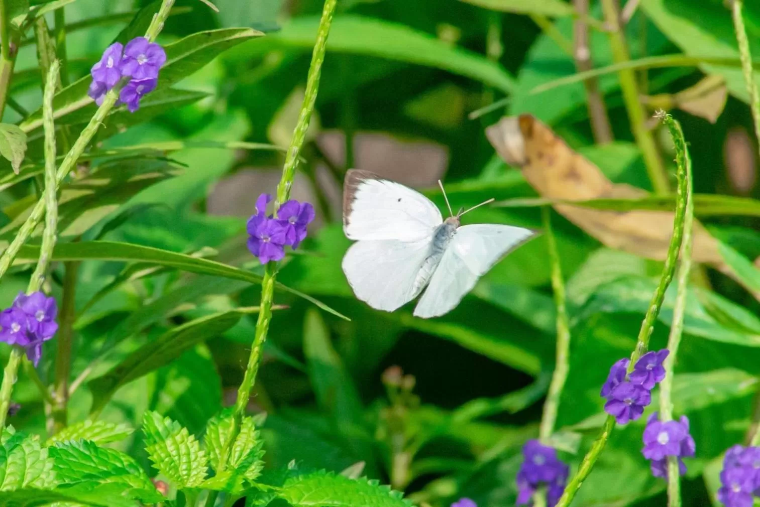 Garden in Hong Kong Gold Coast Hotel