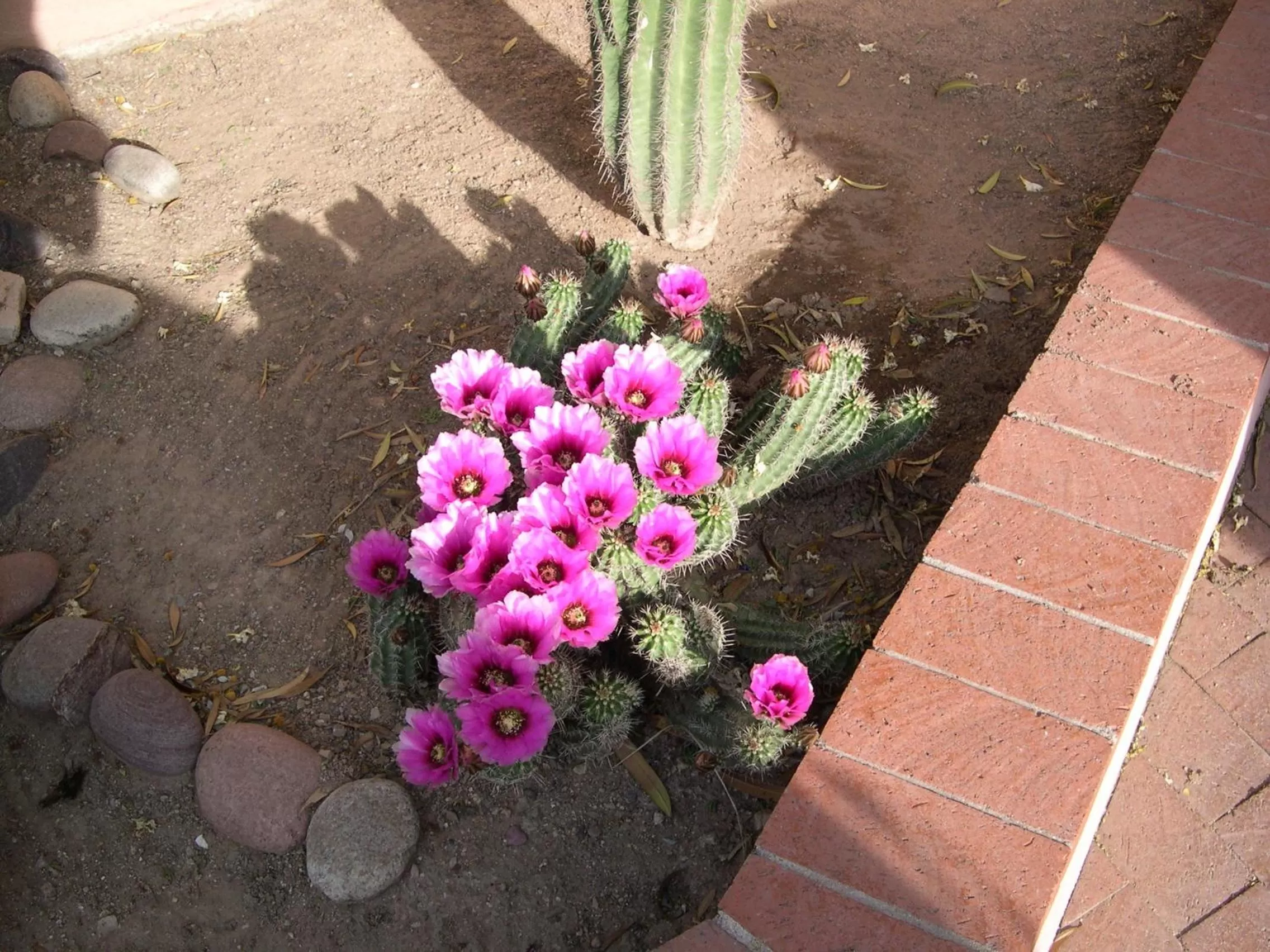 Garden in Adobe Rose Inn