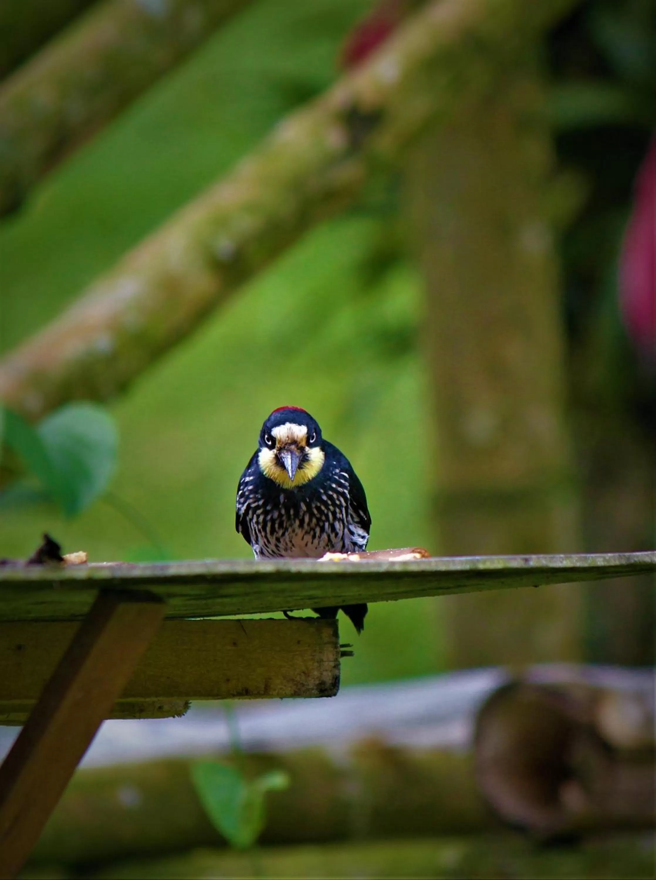 Animals in Villa Cristina - Casa Boutique