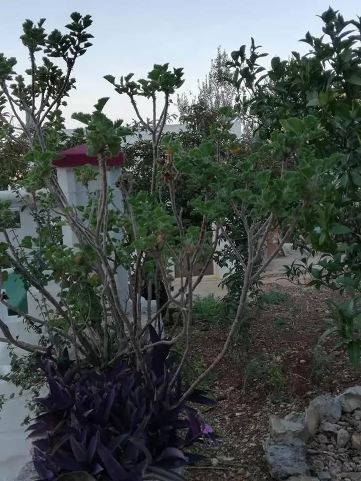 Le Dimore Del Sarto Polignano a mare