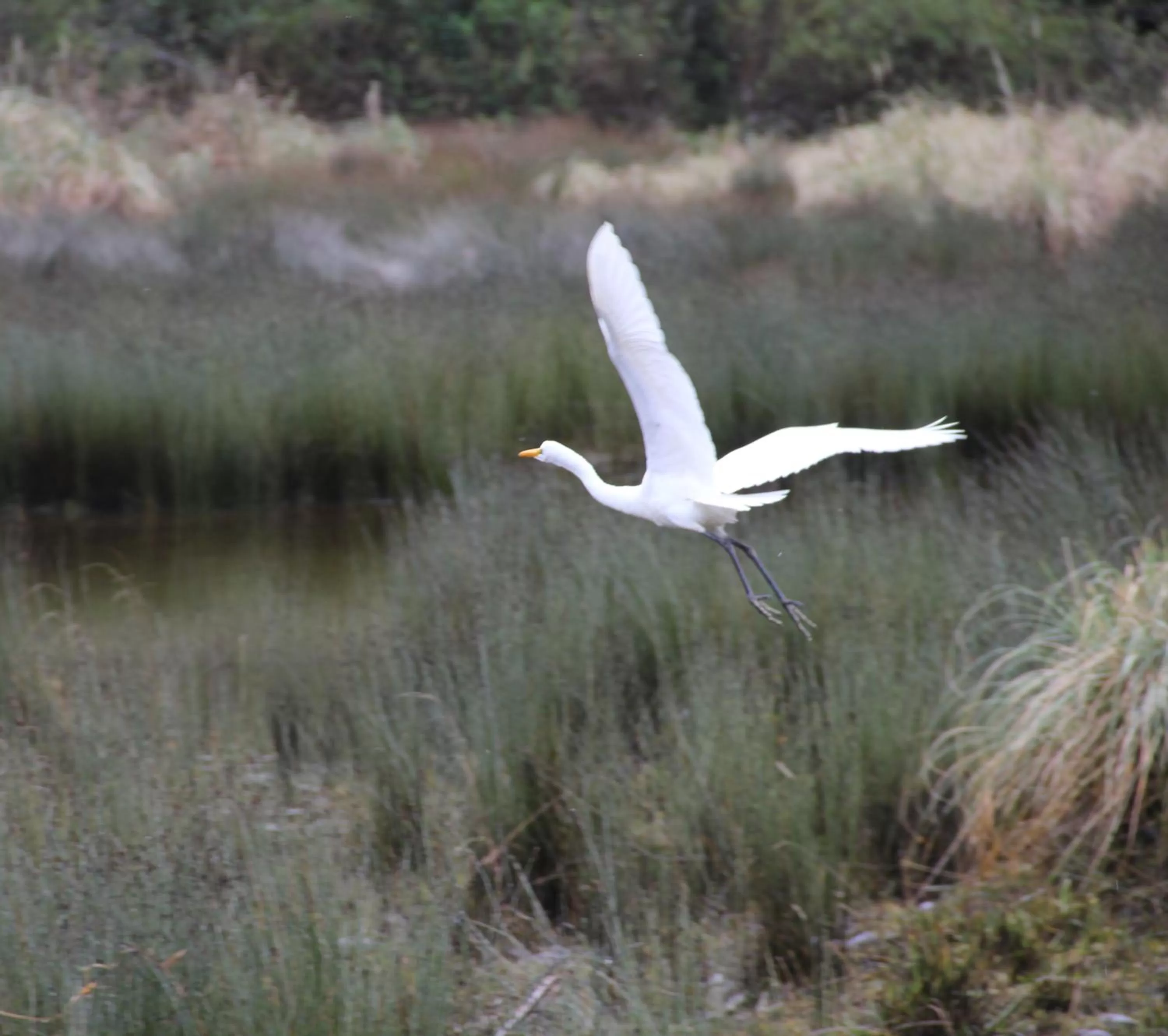 Other, Other Animals in Posada Queulat