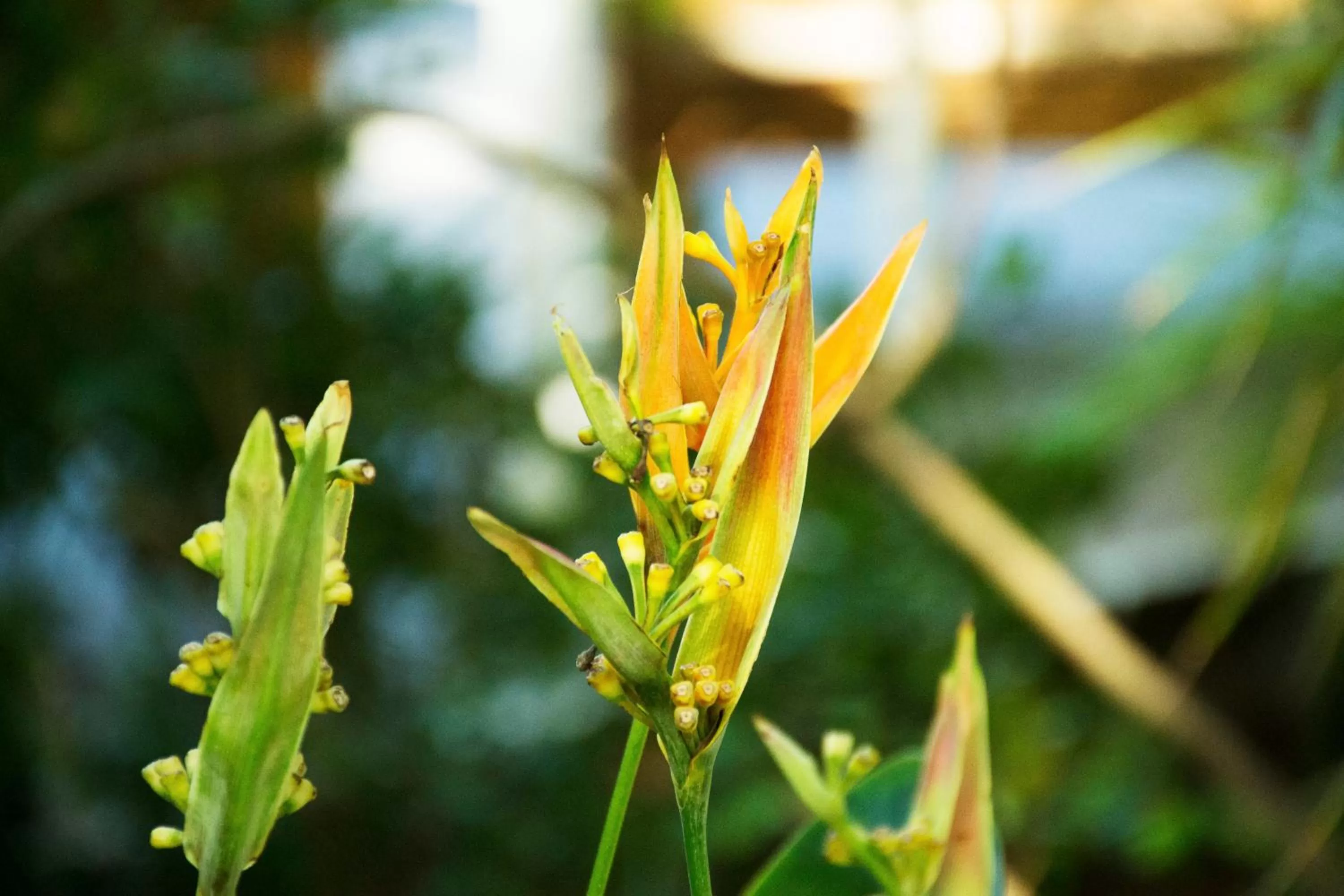 Garden in Duval House