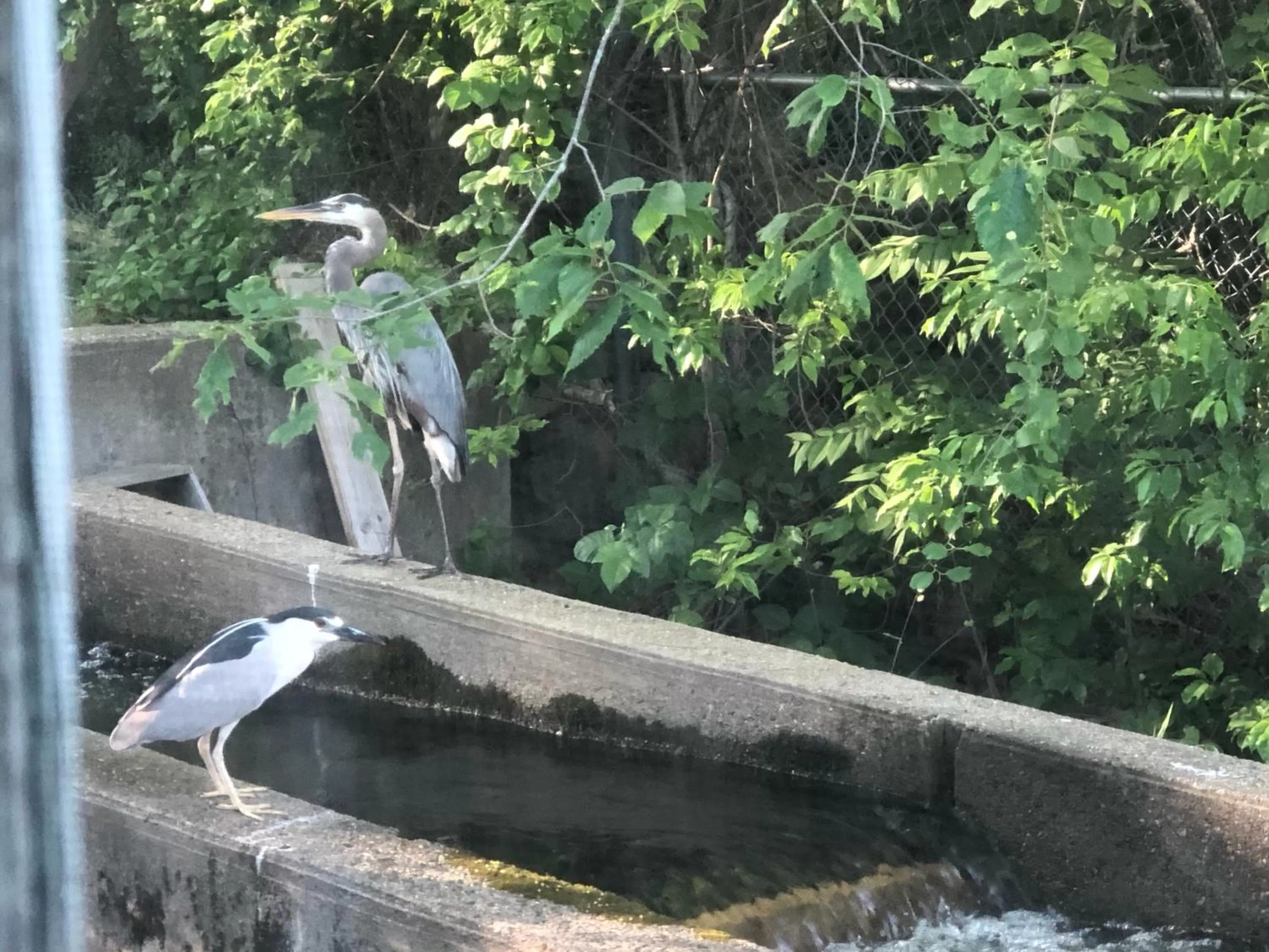Day, Other Animals in Herring Run Motel and Tiny Cabins