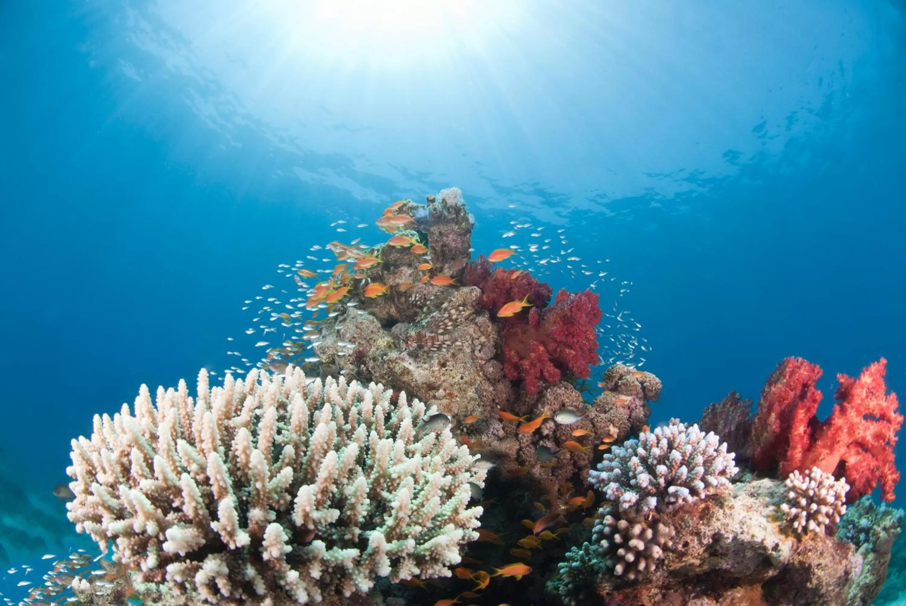 Snorkeling in Aqaba Adventure Divers Resort & Dive Center