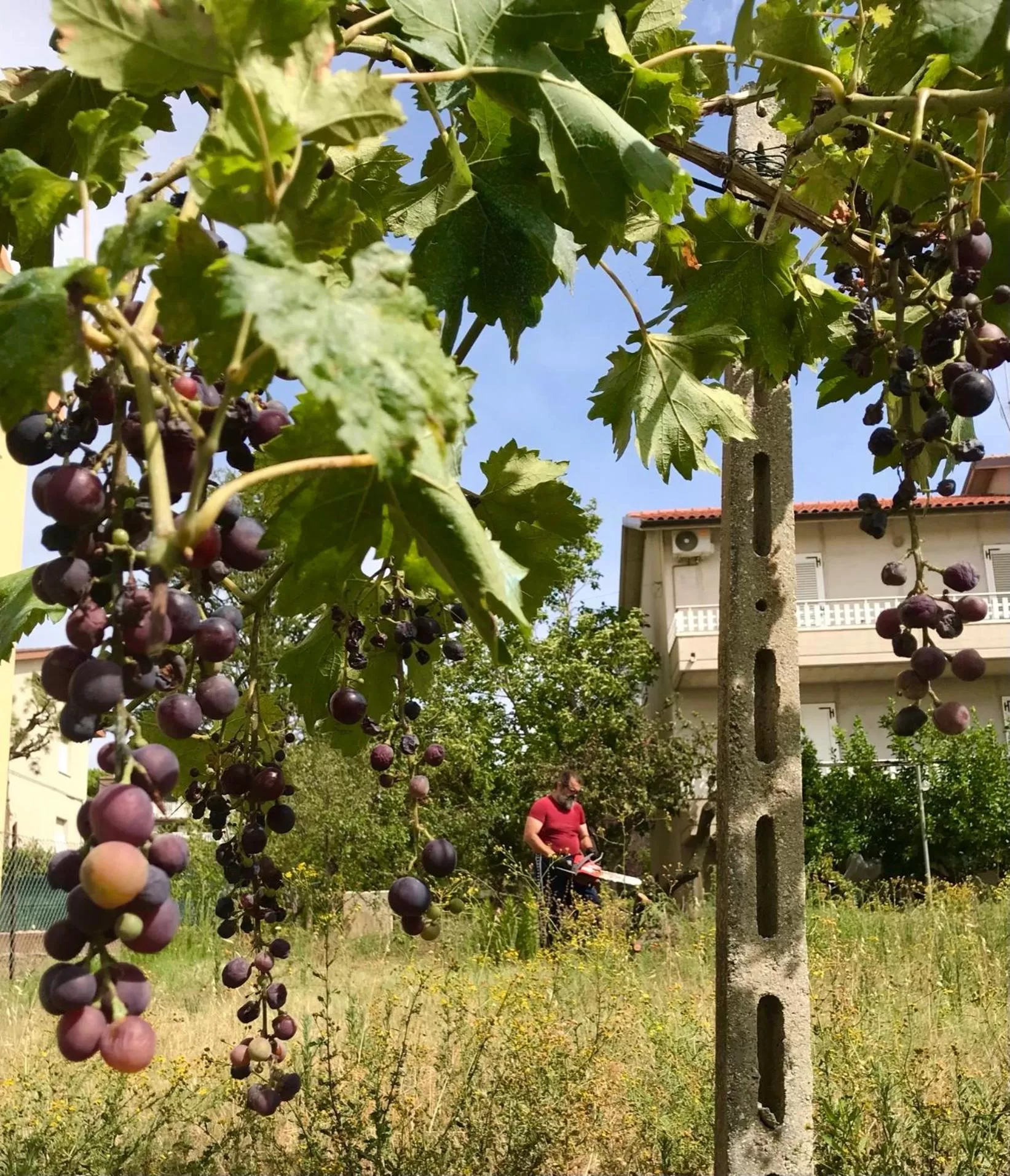 Garden view in OAK TREE 114 BnB