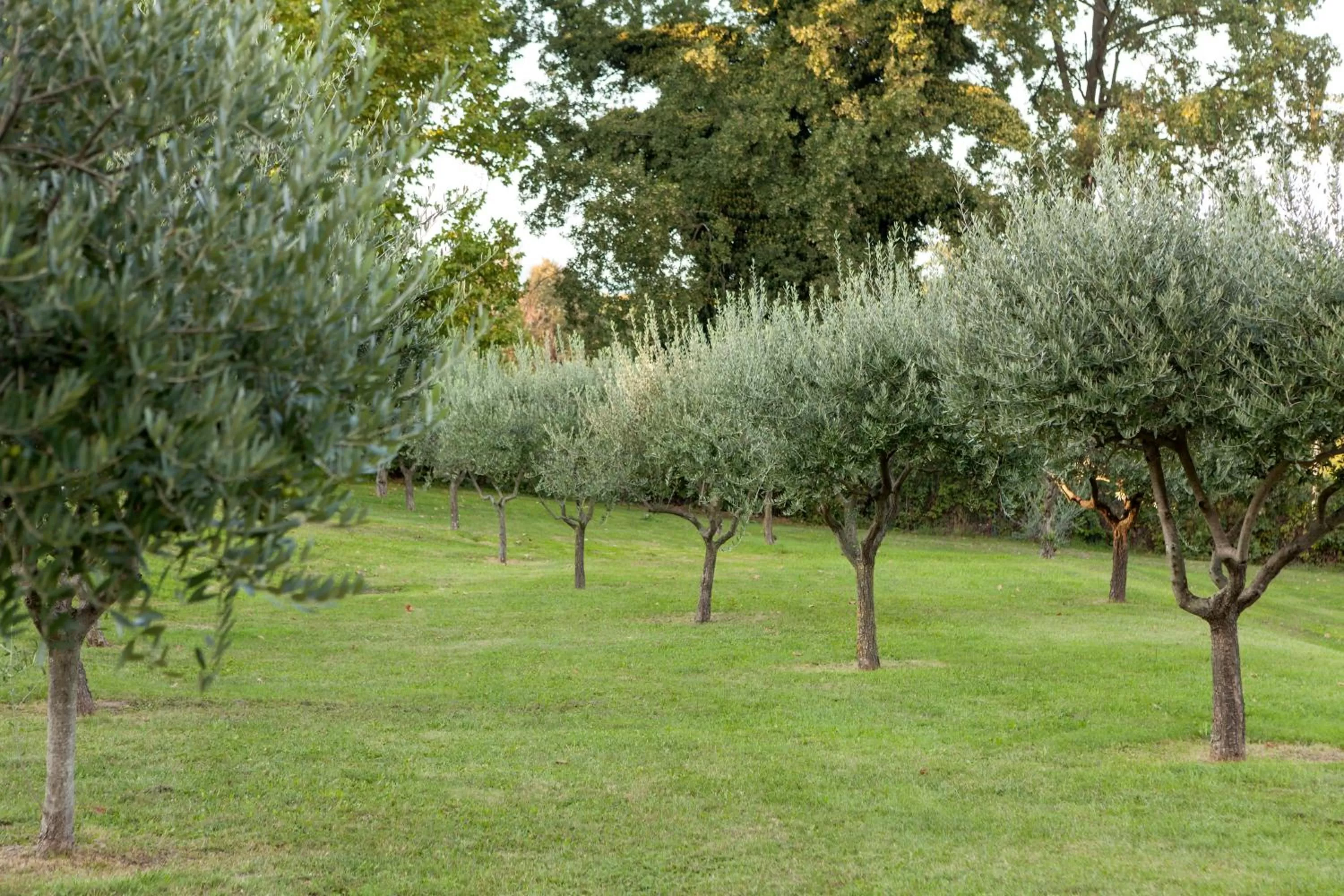 Garden in Inverigo Hotel