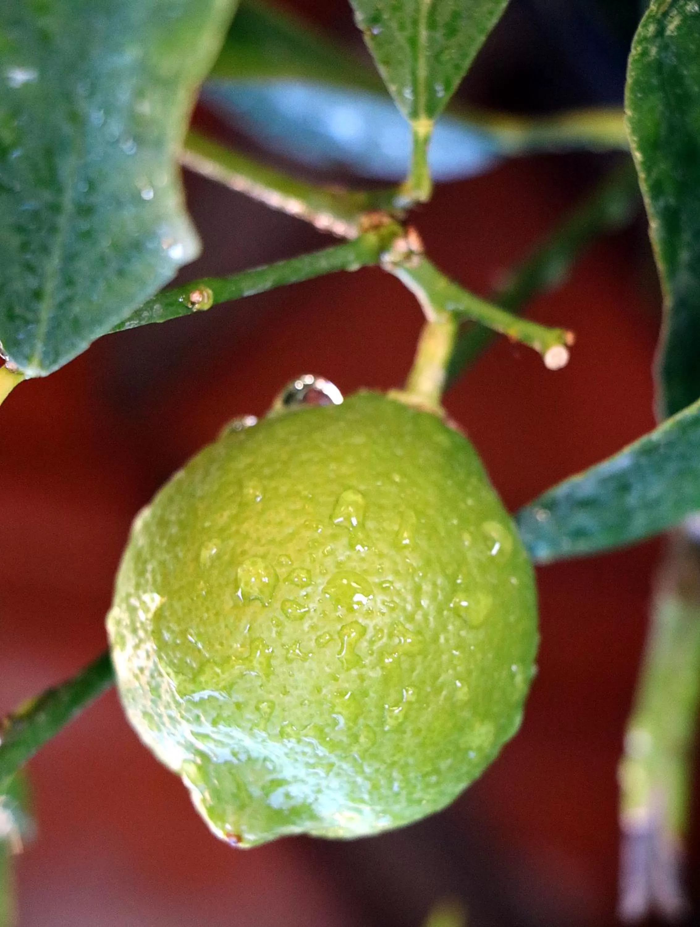 Balcony/Terrace in Talking Stones