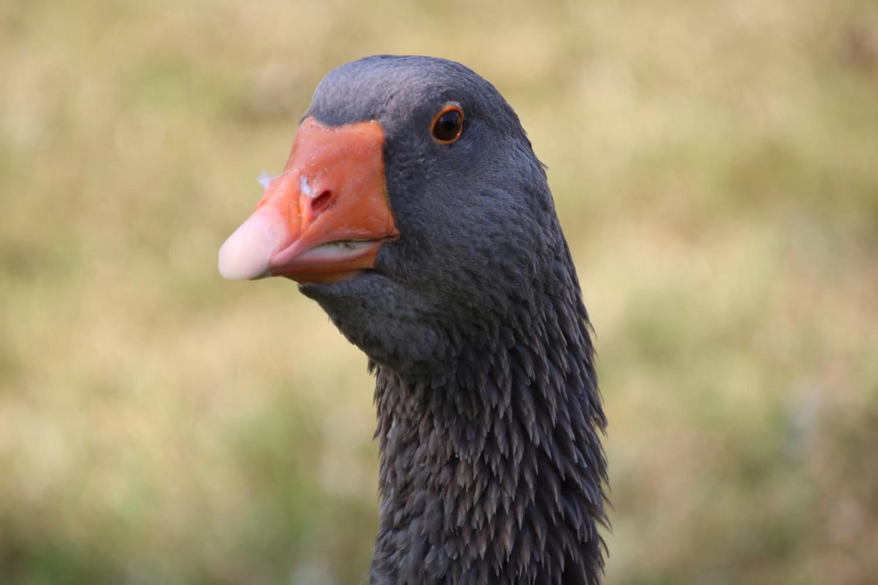 Animals, Other Animals in La Parisière