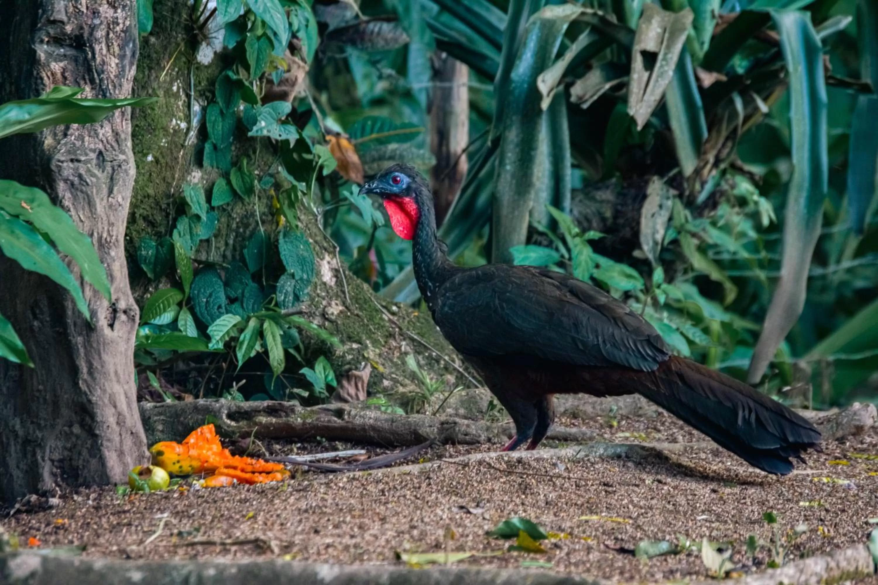 Animals, Other Animals in Arenal Descanso