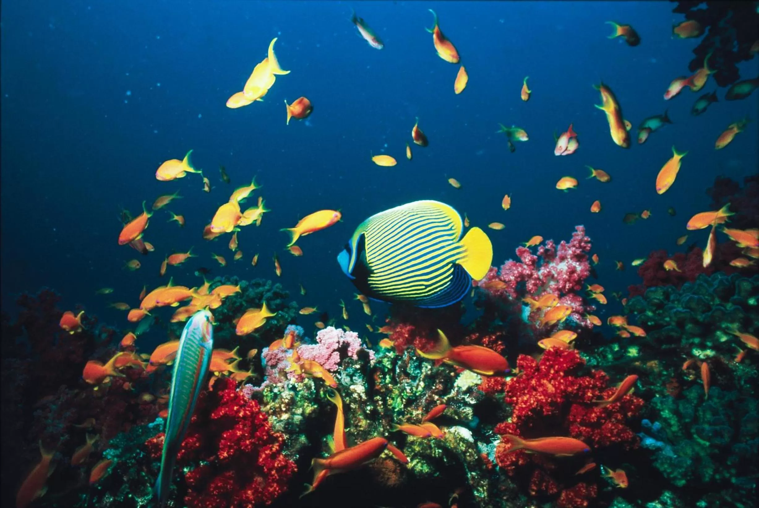 Other in Yam Suf by Isrotel Collection