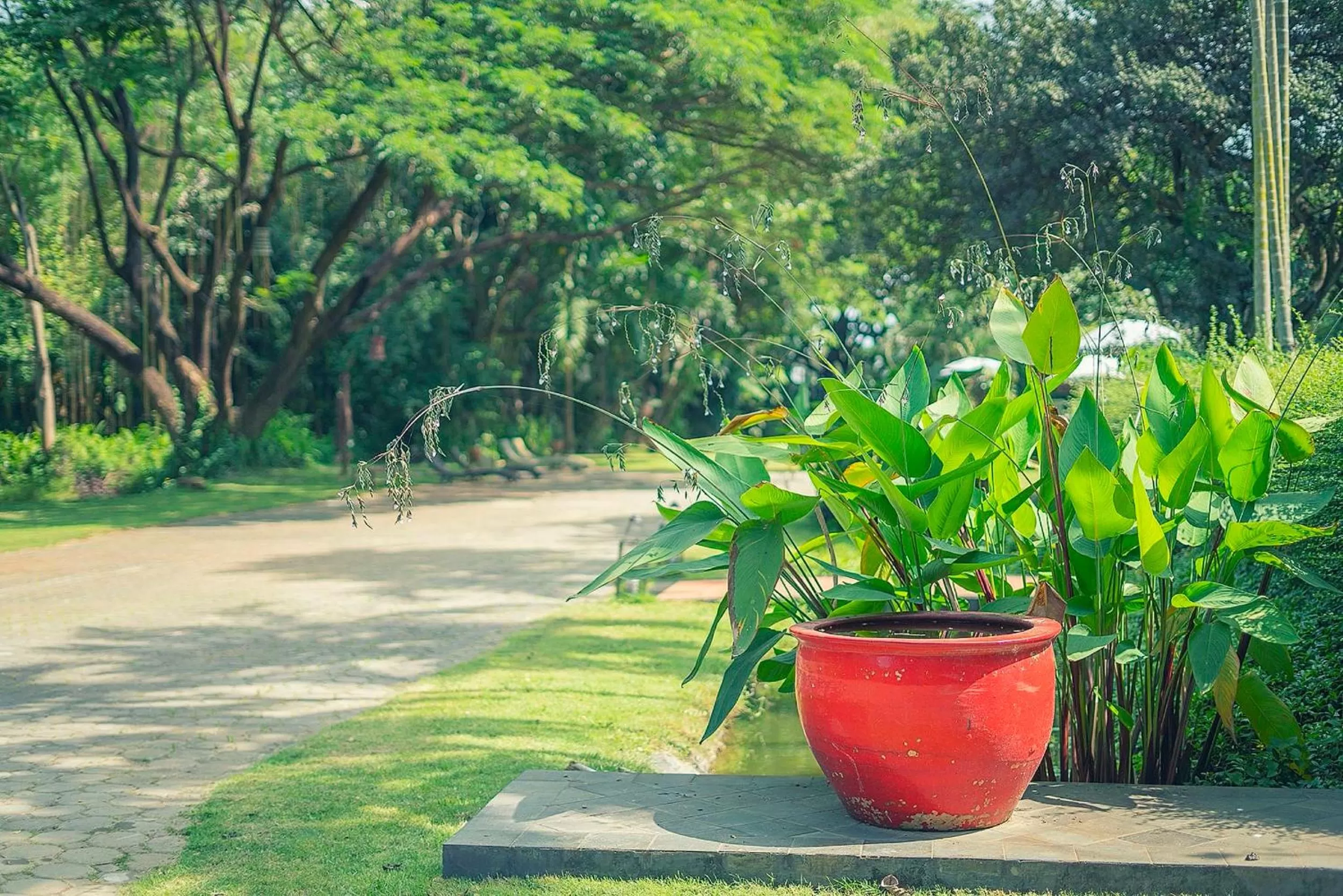Garden in Baan Suan Residence เฮือนพักบ้านสวน