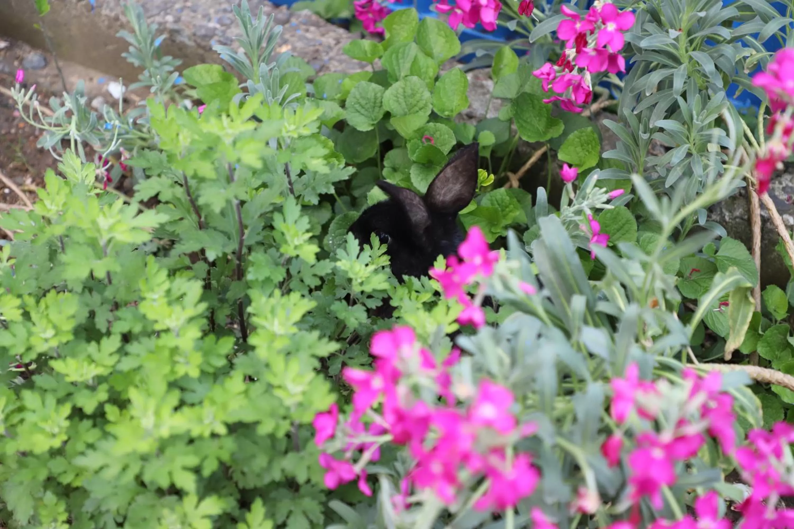 Garden in Hotel Hollywood