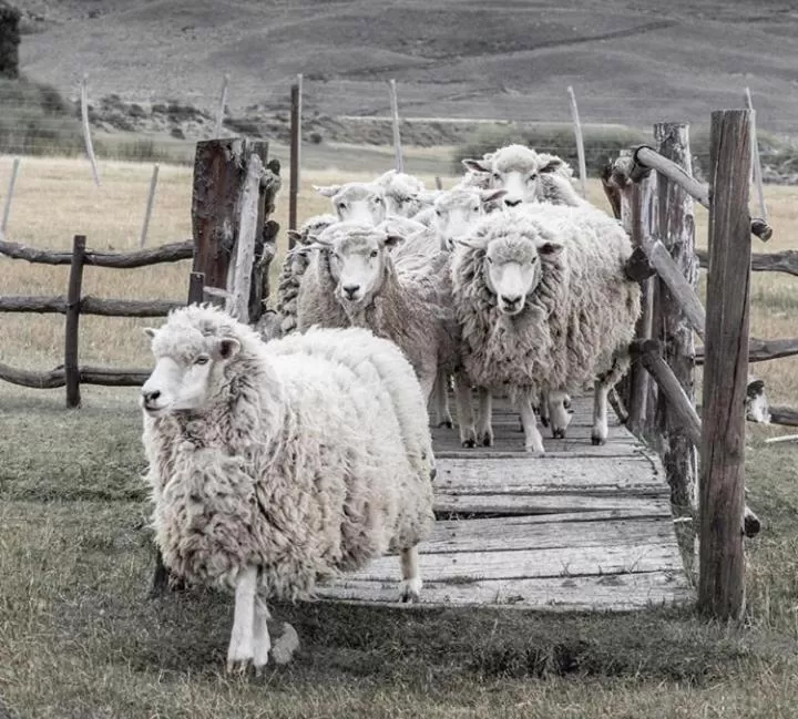 Other Animals in Hostería El Galpón Del Glaciar