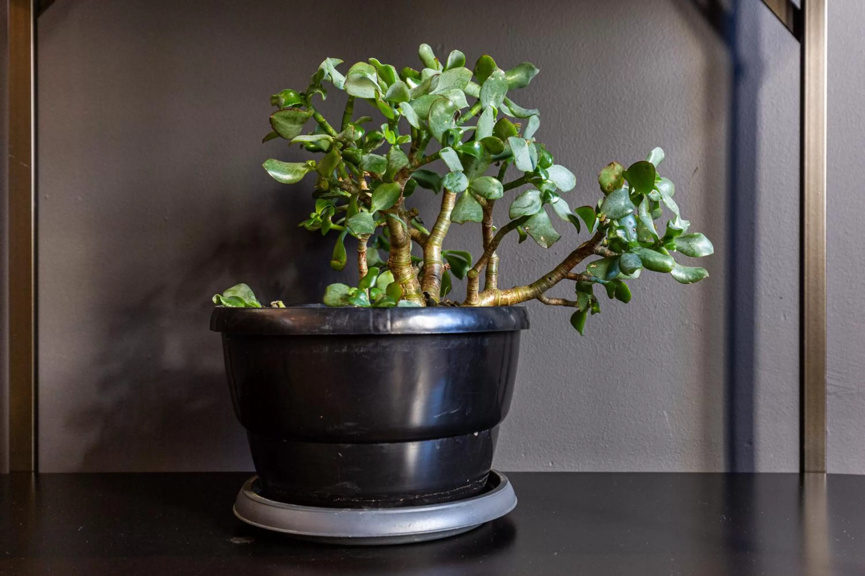 Decorative detail in Old Bank Hotel - Lion Roars Hotels & Lodges