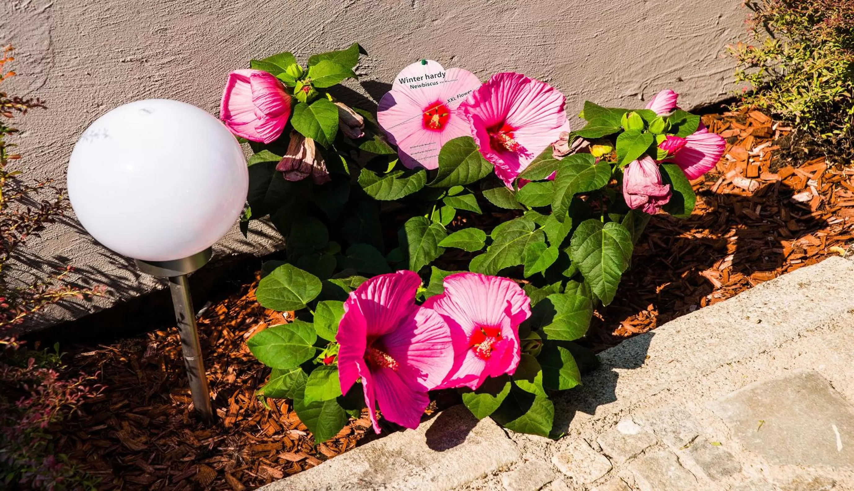 Decorative detail in Dům U pikové desítky