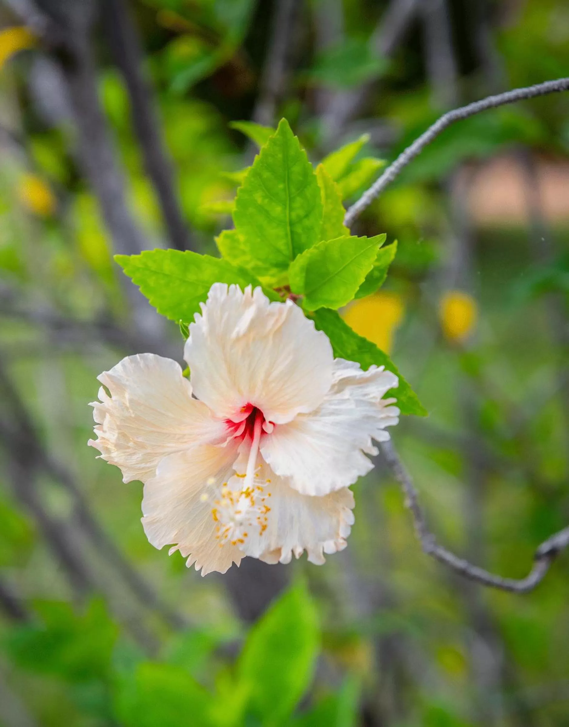 Knotts Crossing Resort