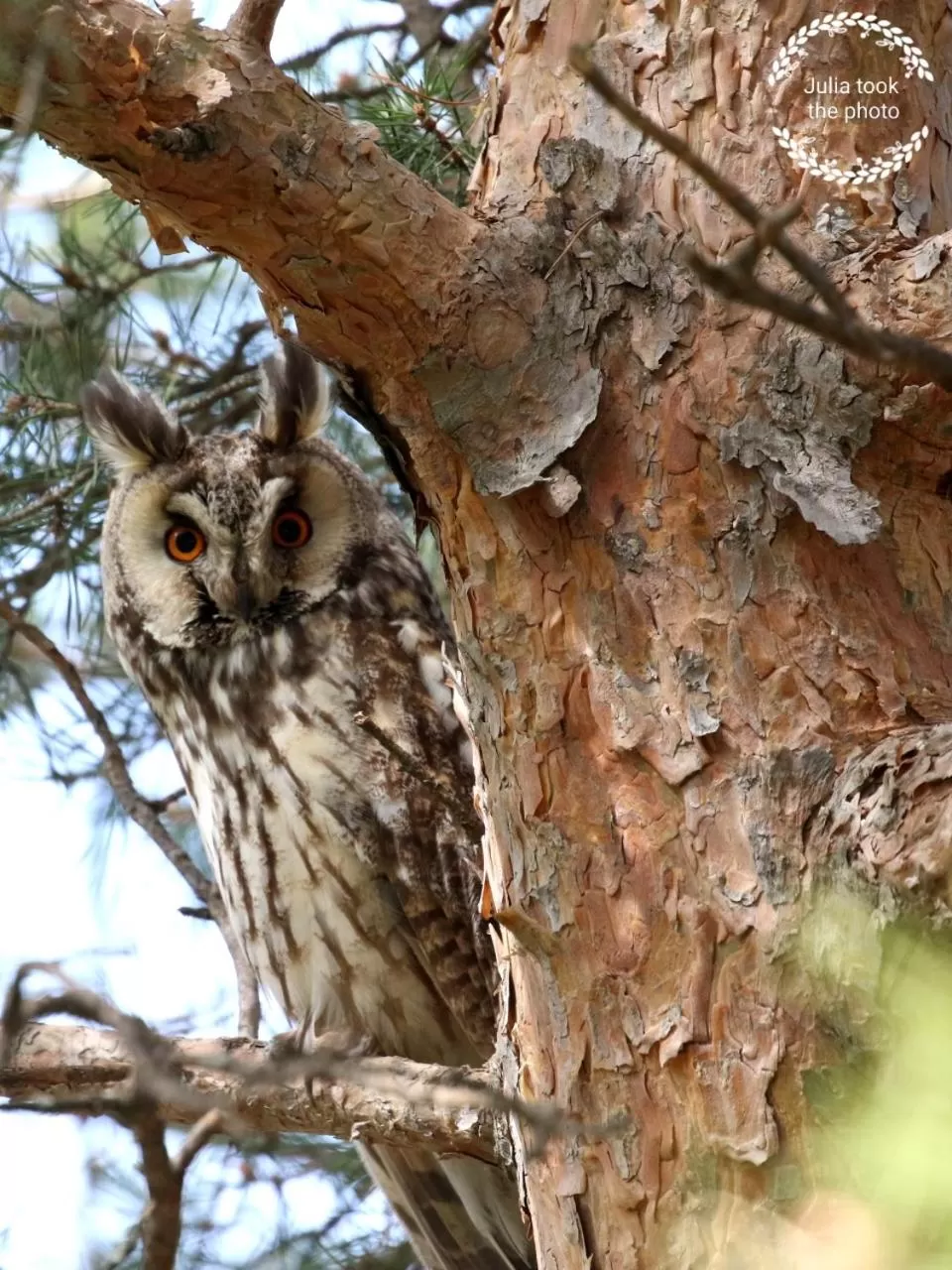 Animals in Delta Hotel