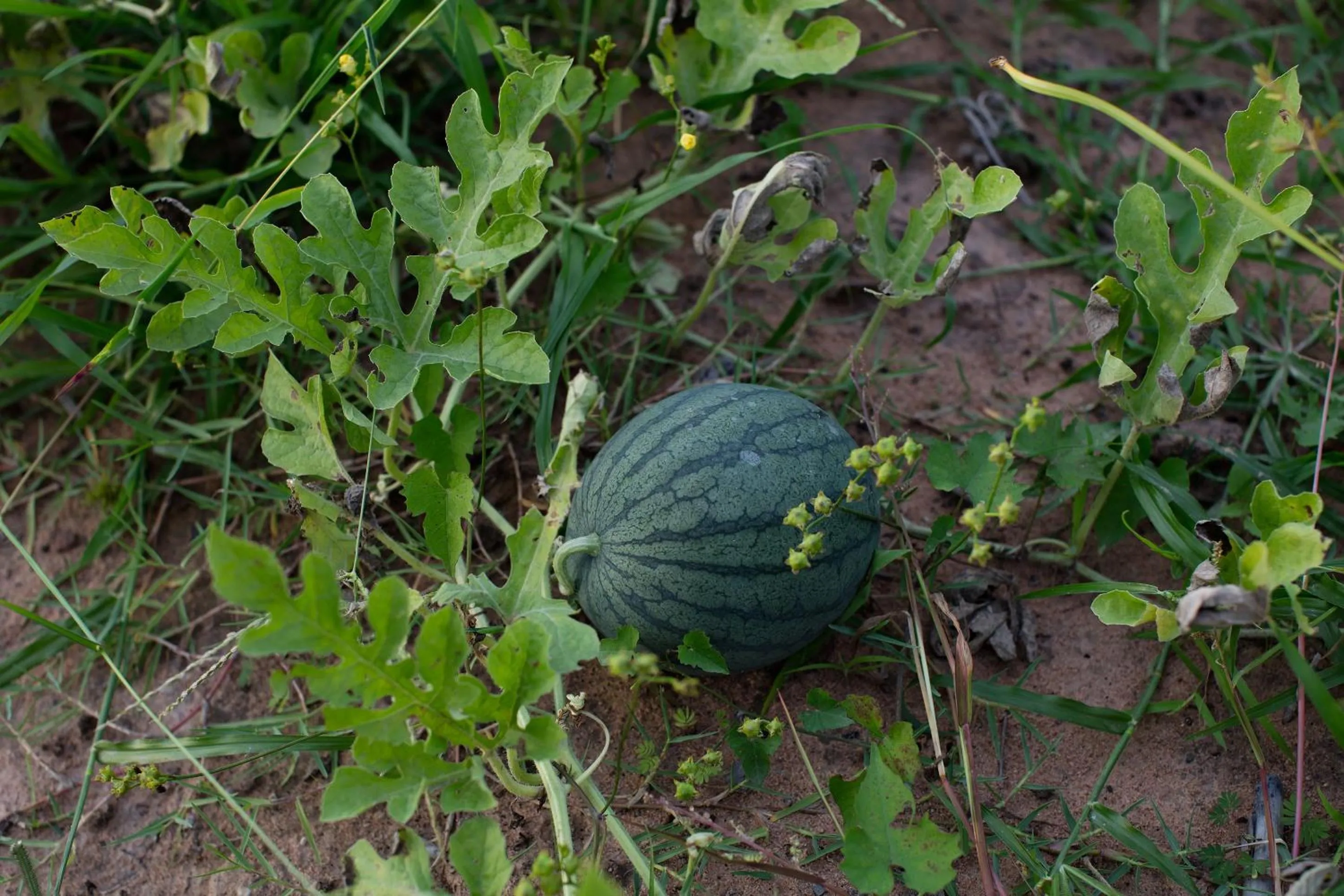 Garden in Angkor Rendezvous