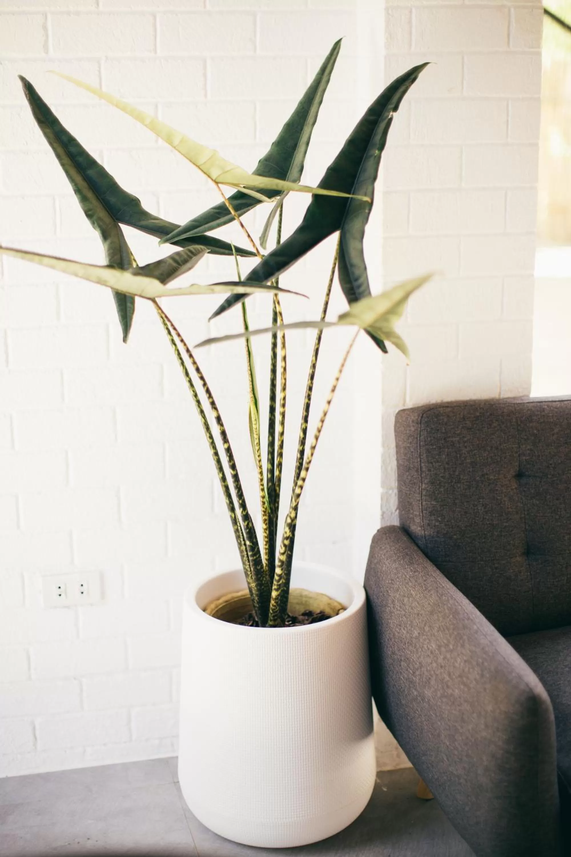 Seating area in Summer Days
