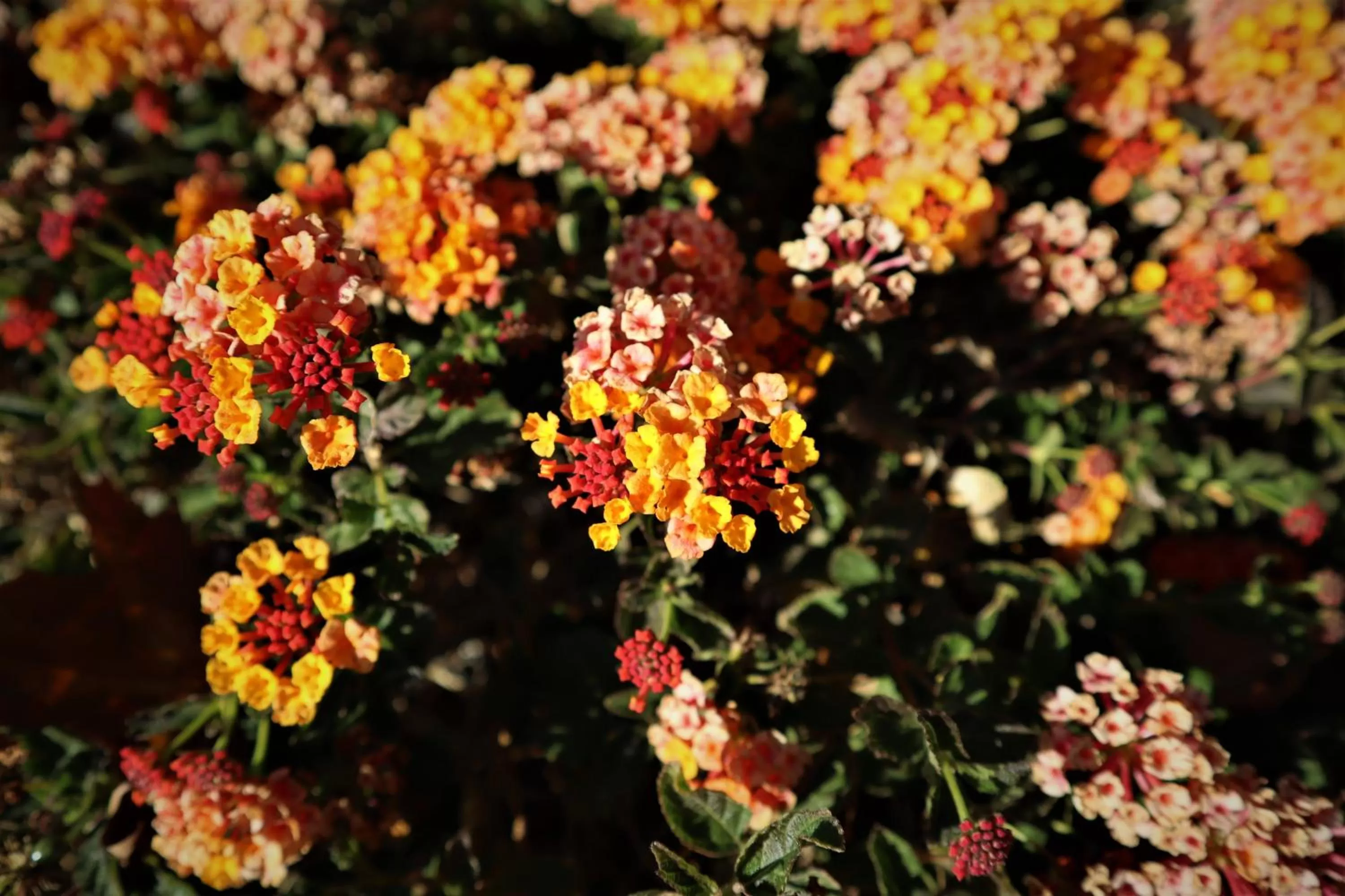 Spring in Oasis Inn & Suites 29 Palms Hotel Joshua Tree National Park