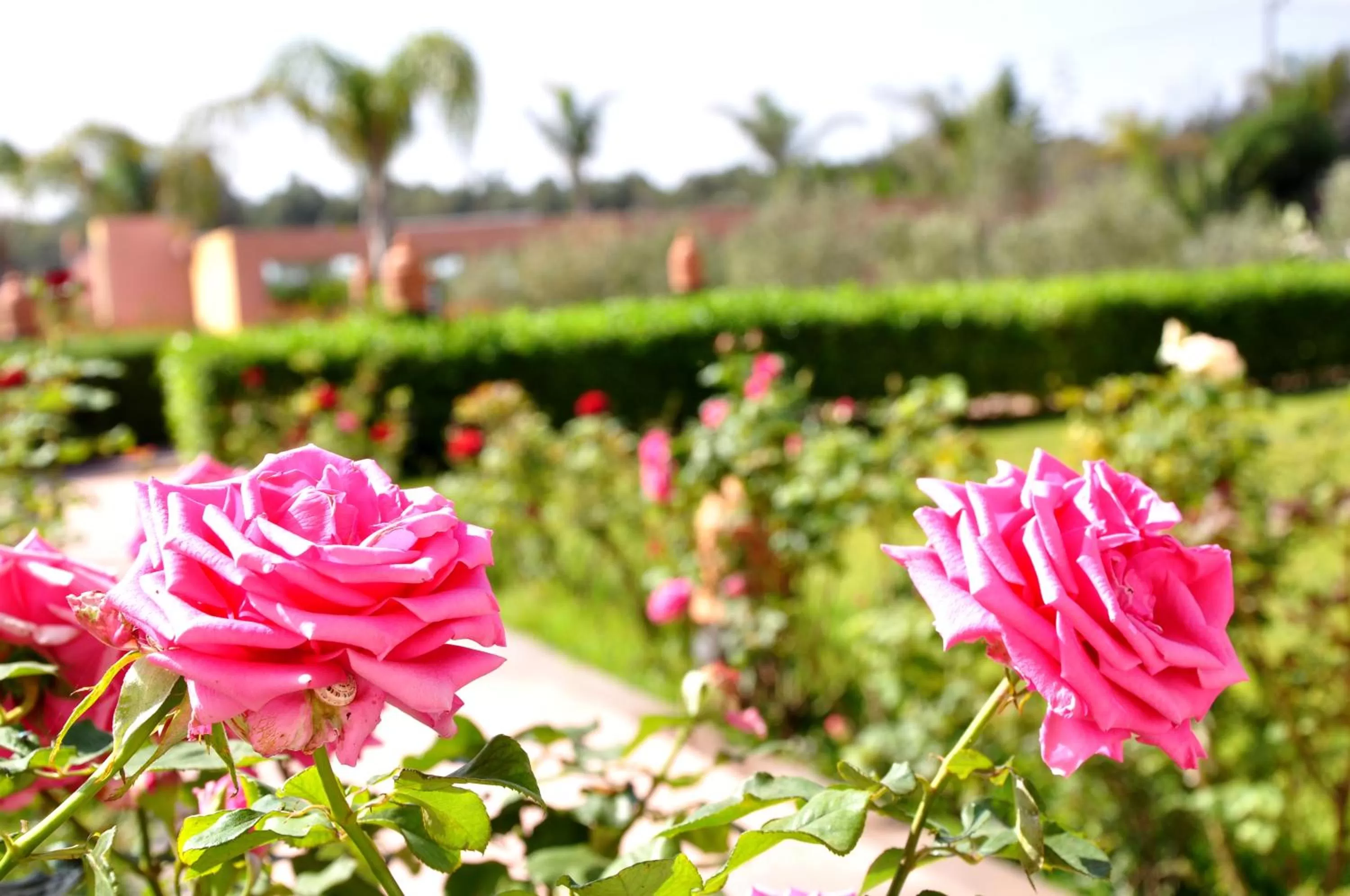 Garden view in Riad Hamdani
