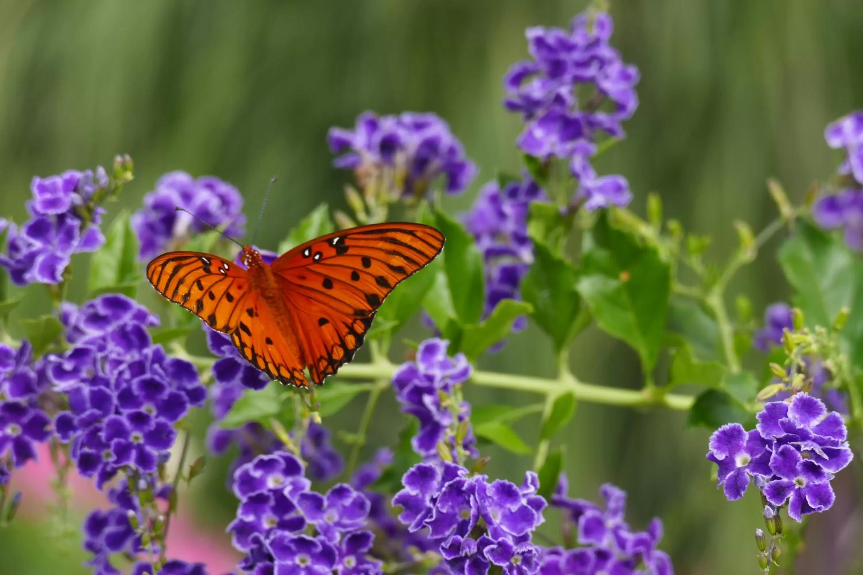 Garden view, Food in Beachview Inn and Spa