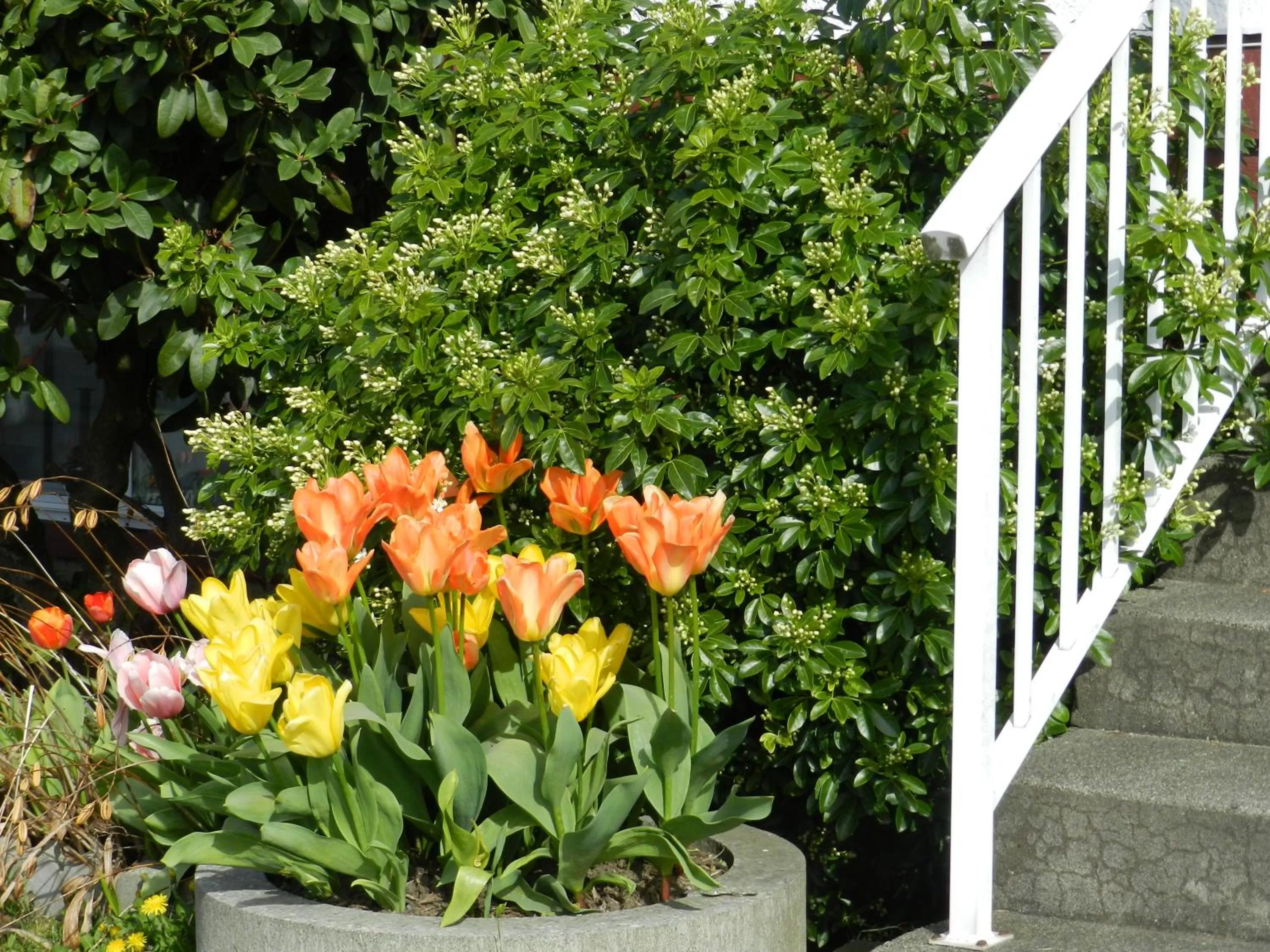 Street view, Garden in Serenity