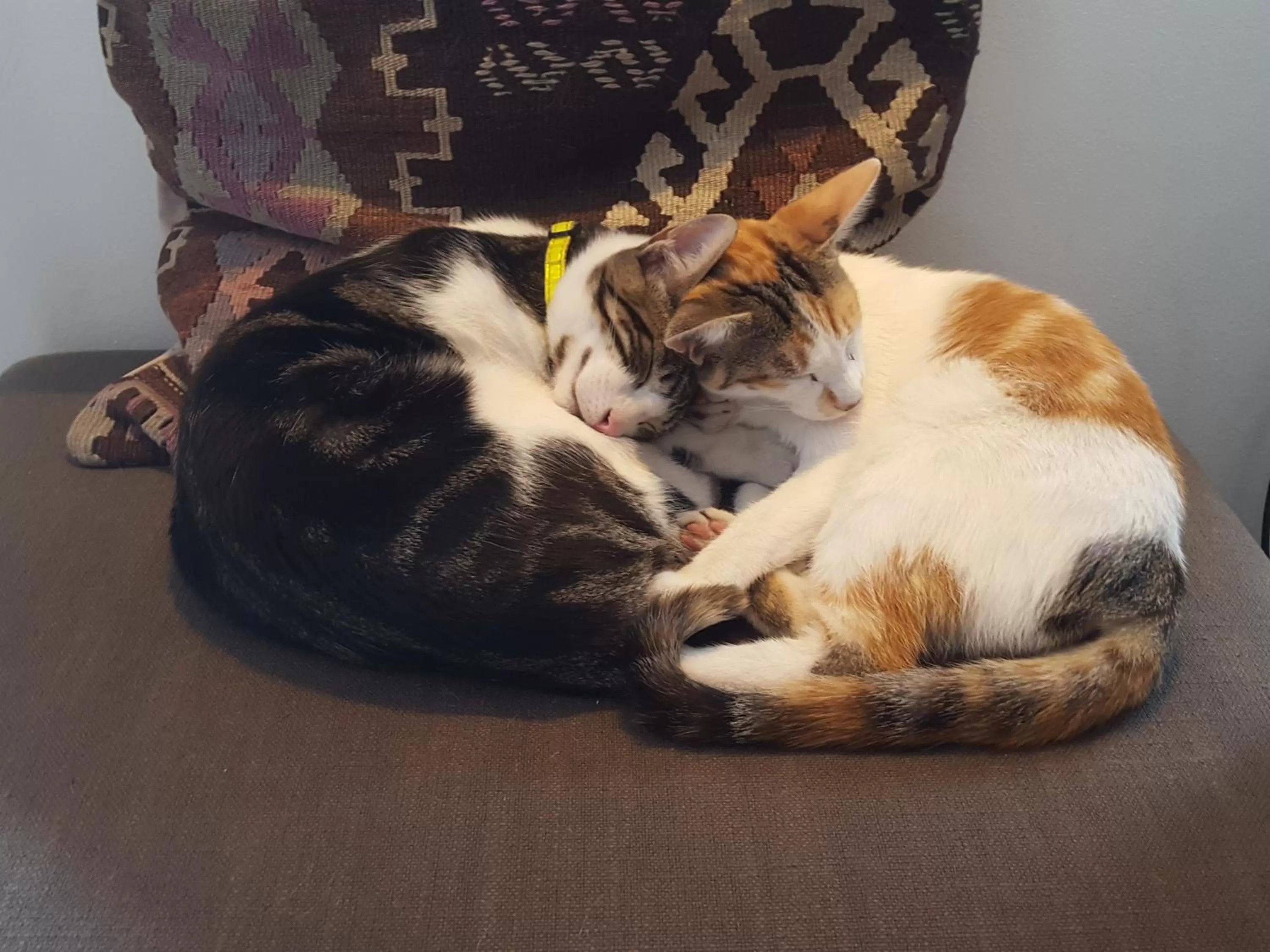 Pets in Tings Lisbon