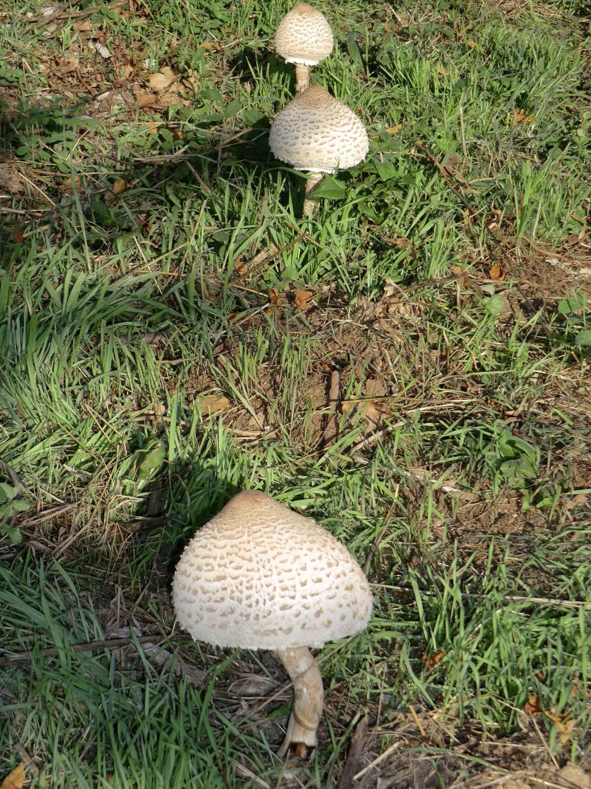 Garden view in VianasHome