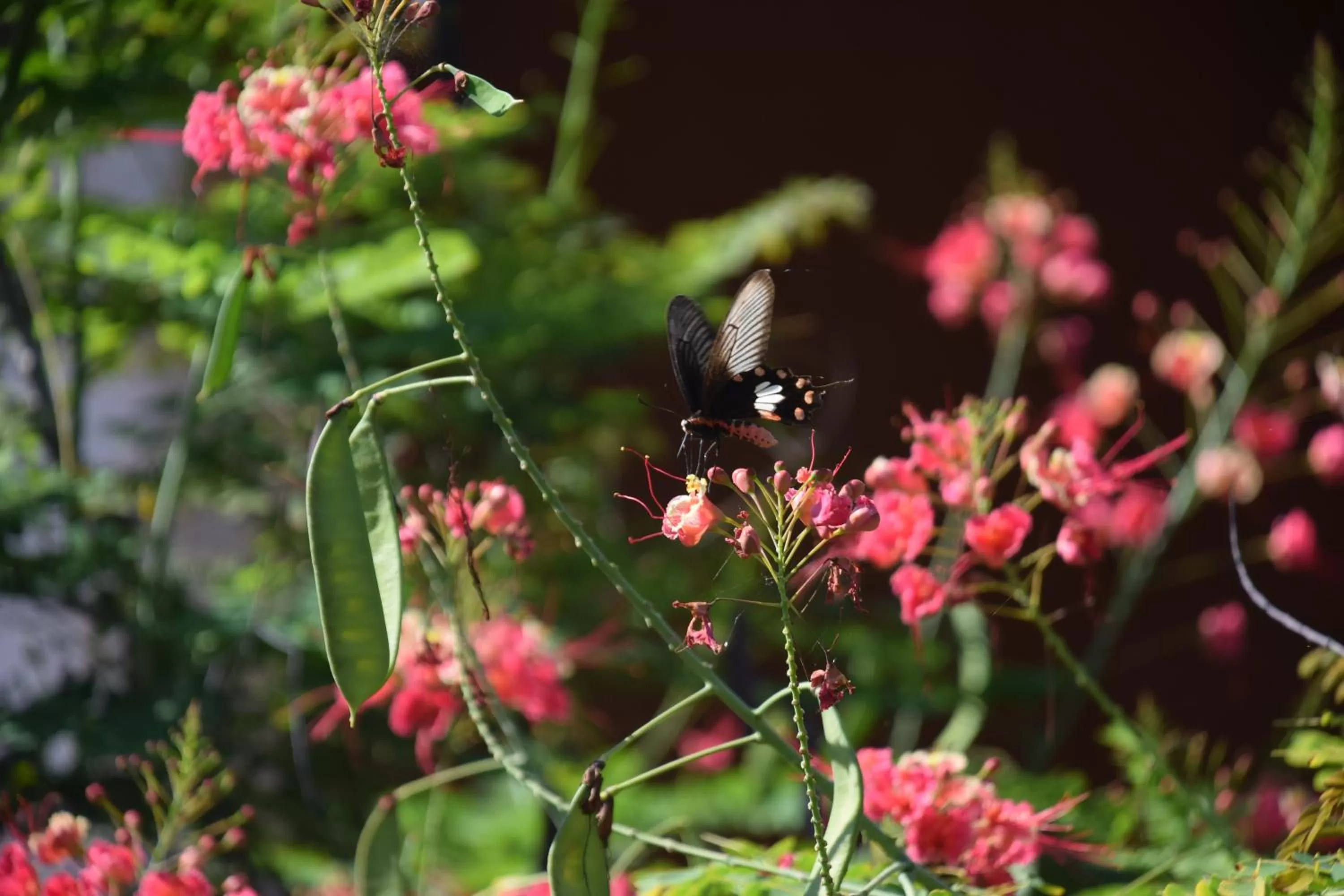 Hanchey Bamboo Resort