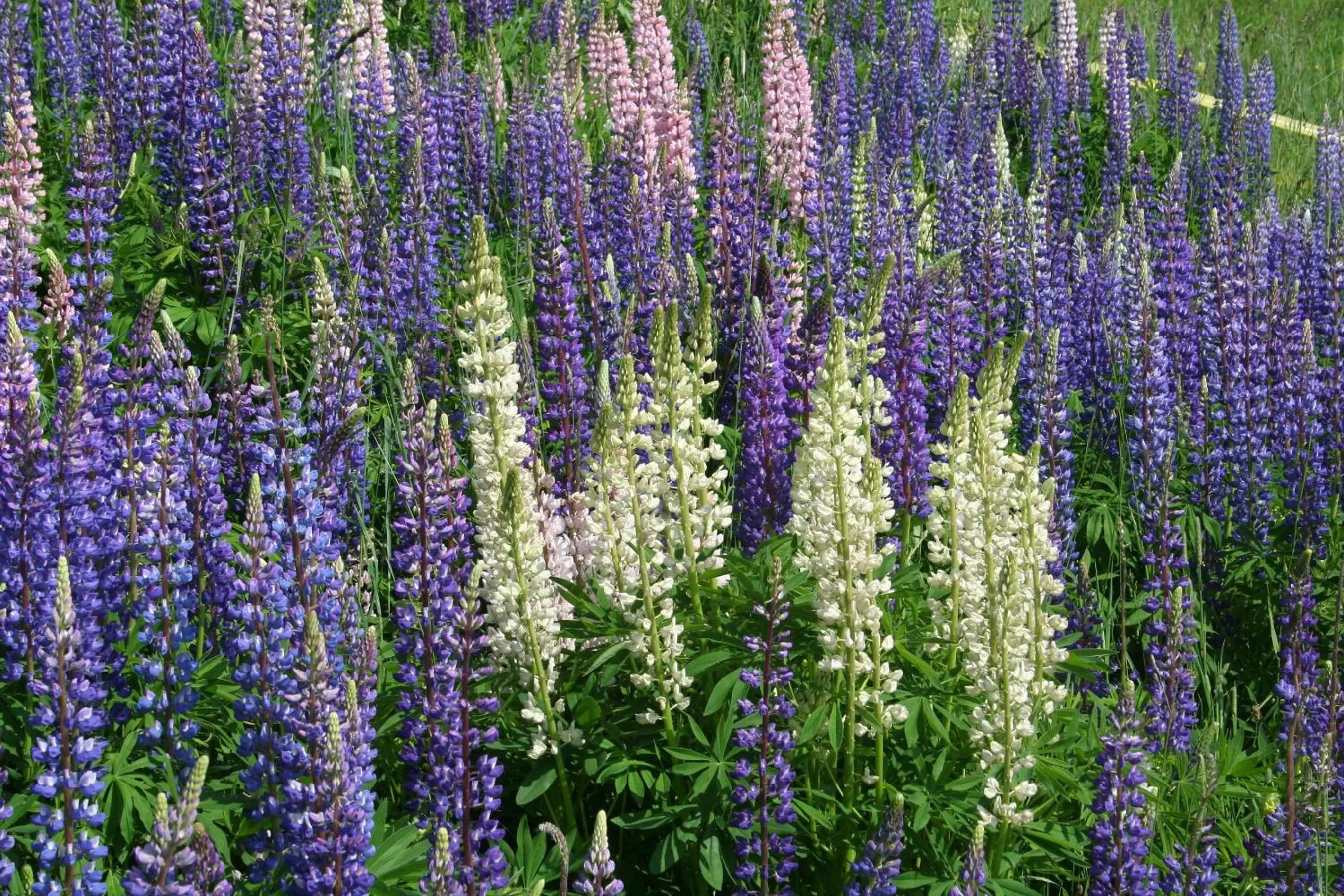 Summer in BnB Claudy et Elizabeth Michellod-Dutheil