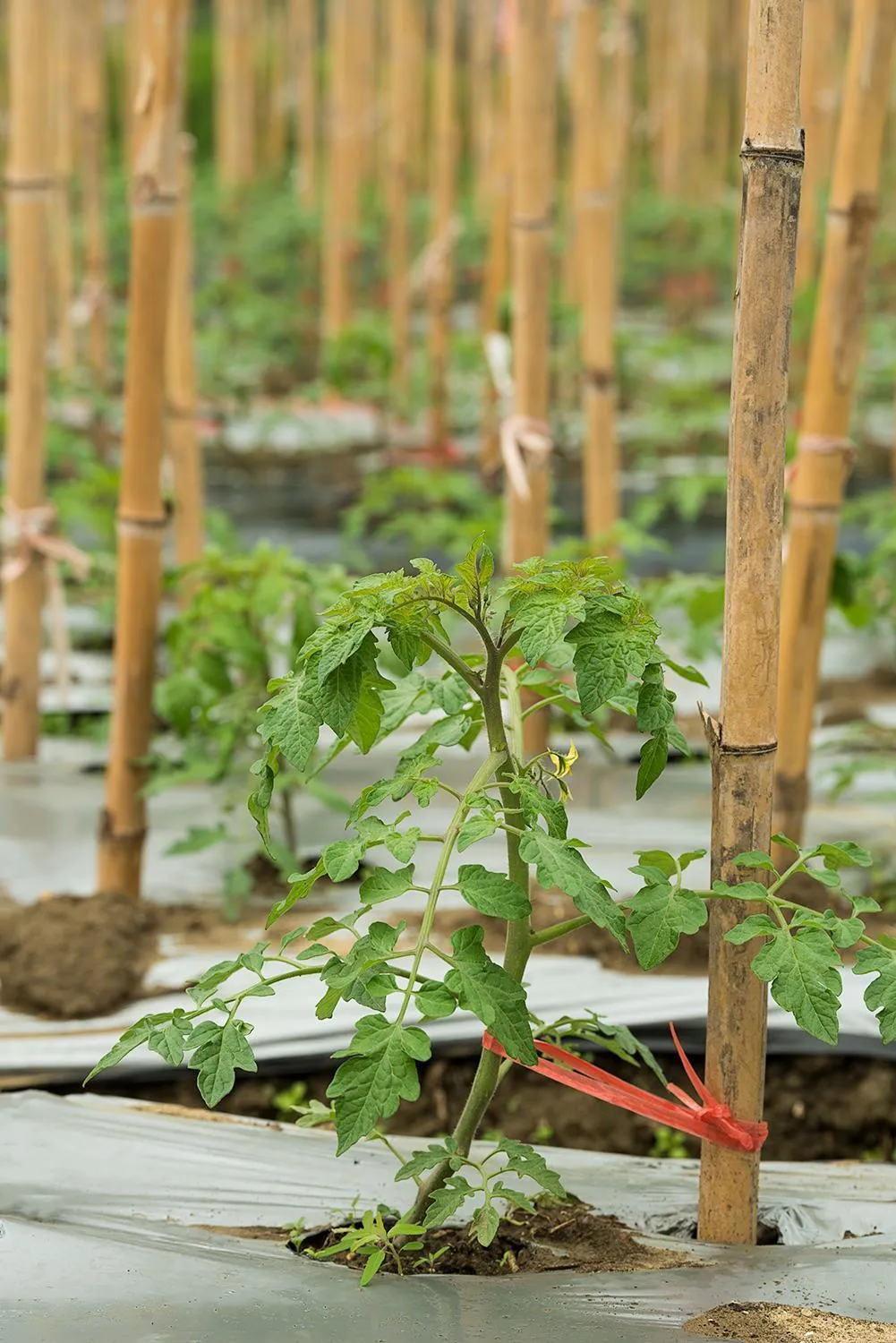 Summer in Fairmont Yangcheng Lake