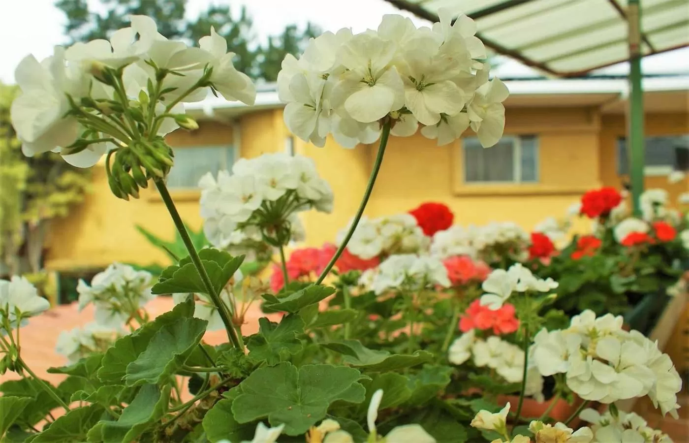 Day in Hotel Puerta del Sol - San Jose Airport