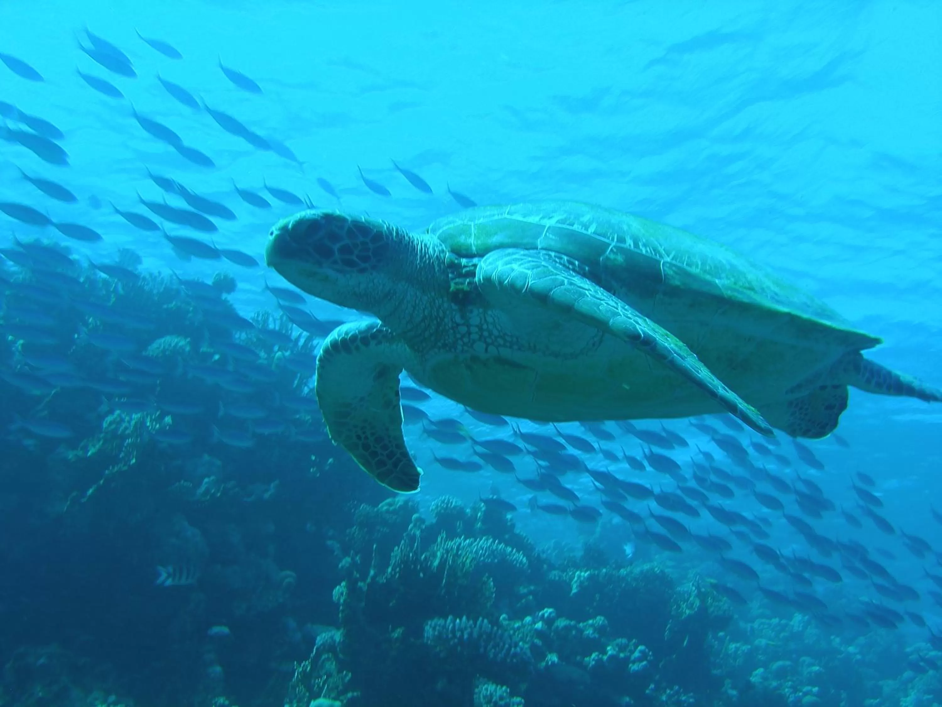 Snorkeling in Coral Sun Beach