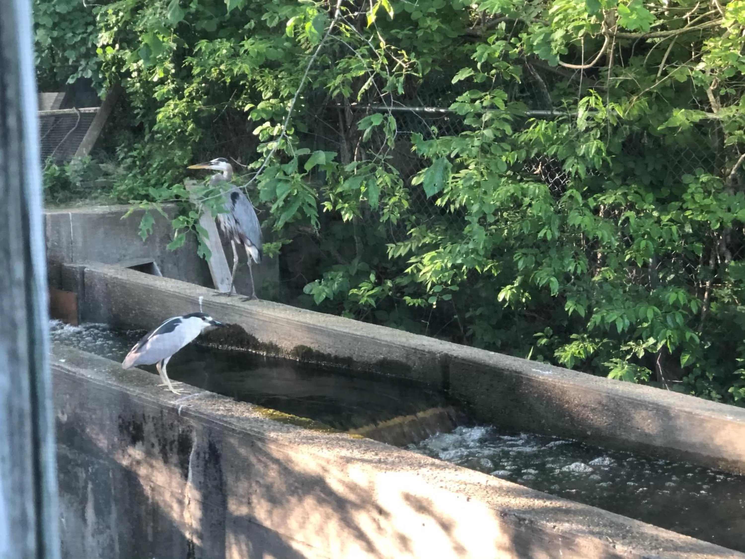 Other Animals in Herring Run Motel and Tiny Cabins