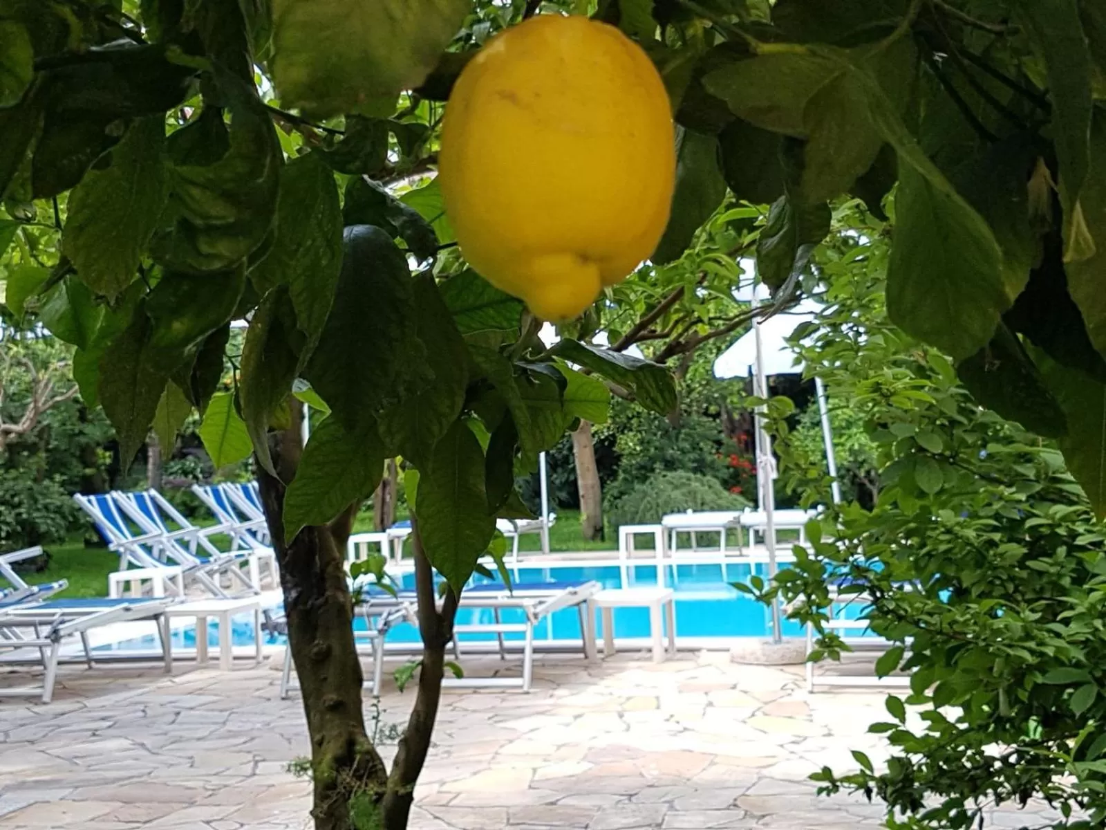 Garden in Hotel Tourist