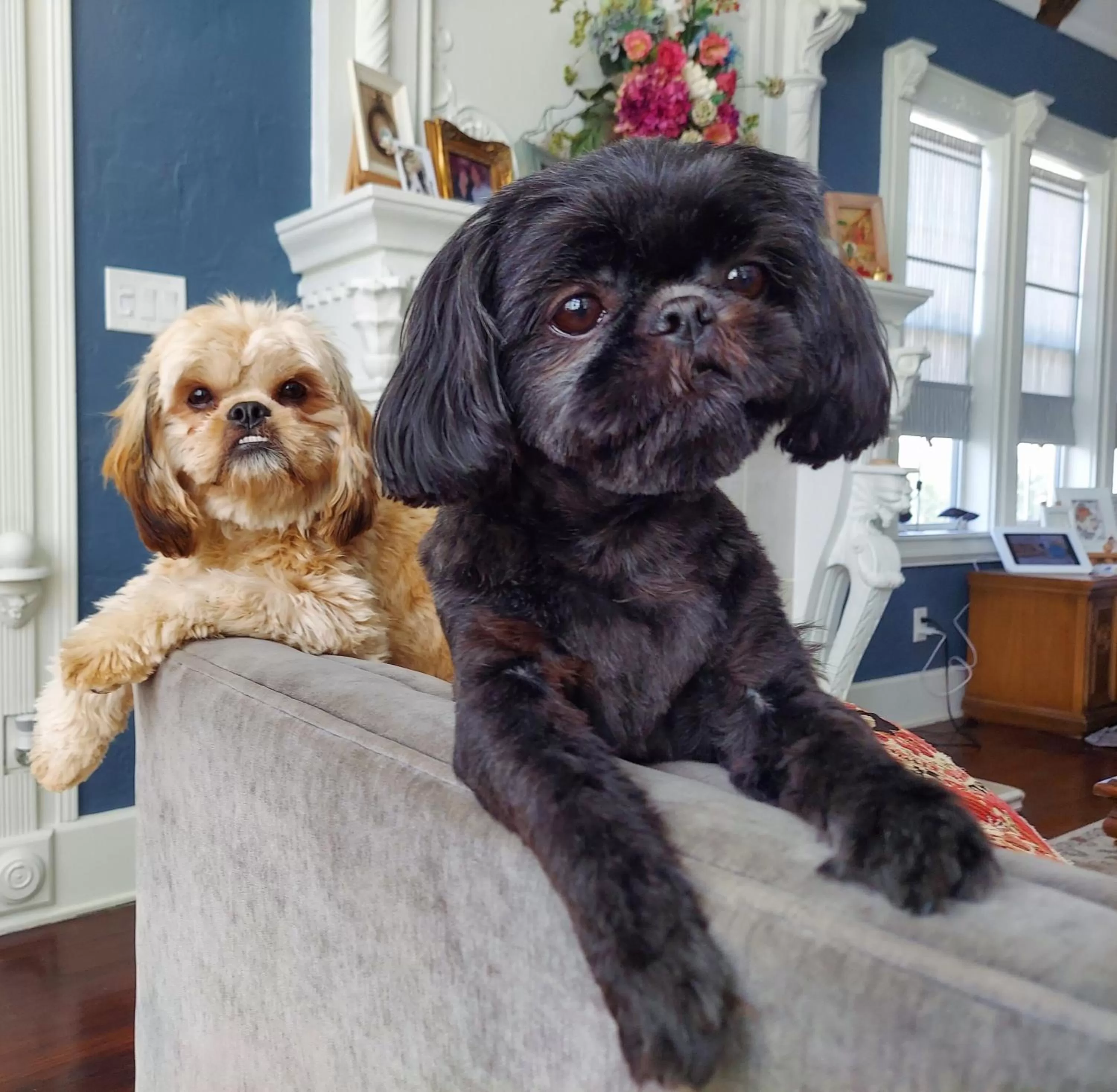 Pets in The Kenwood Gables