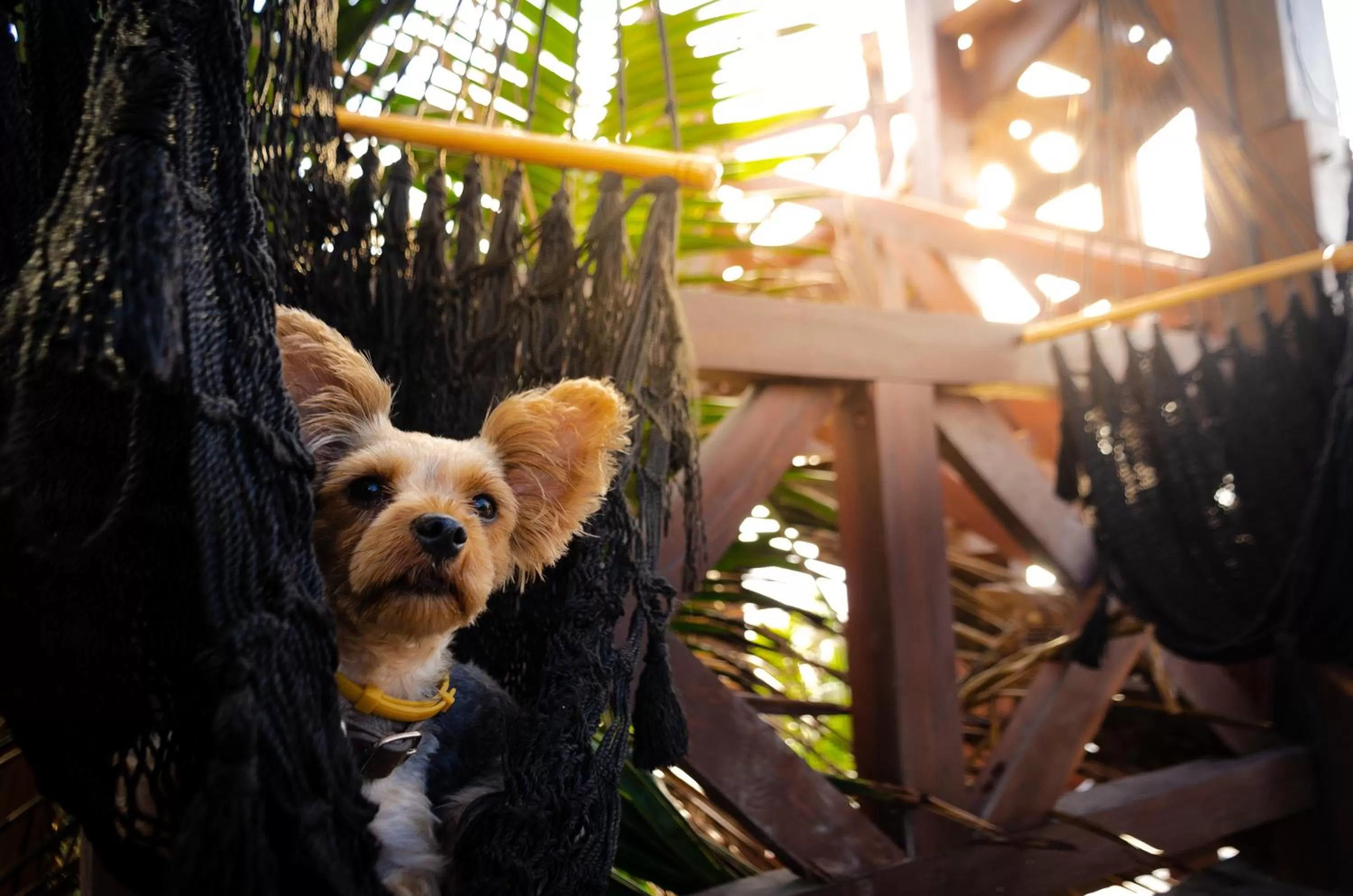 Pets in Hotelito Azul