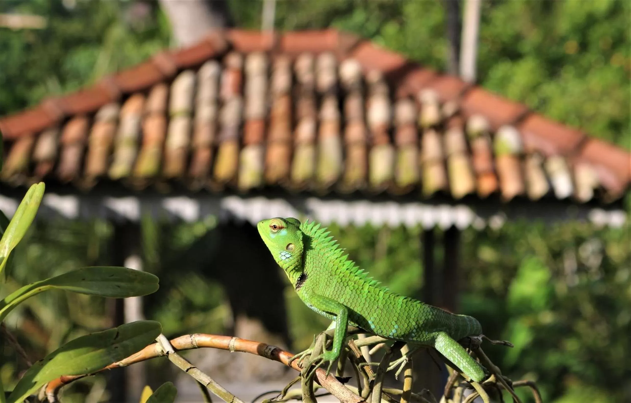 Other Animals in The Spice House Mirissa